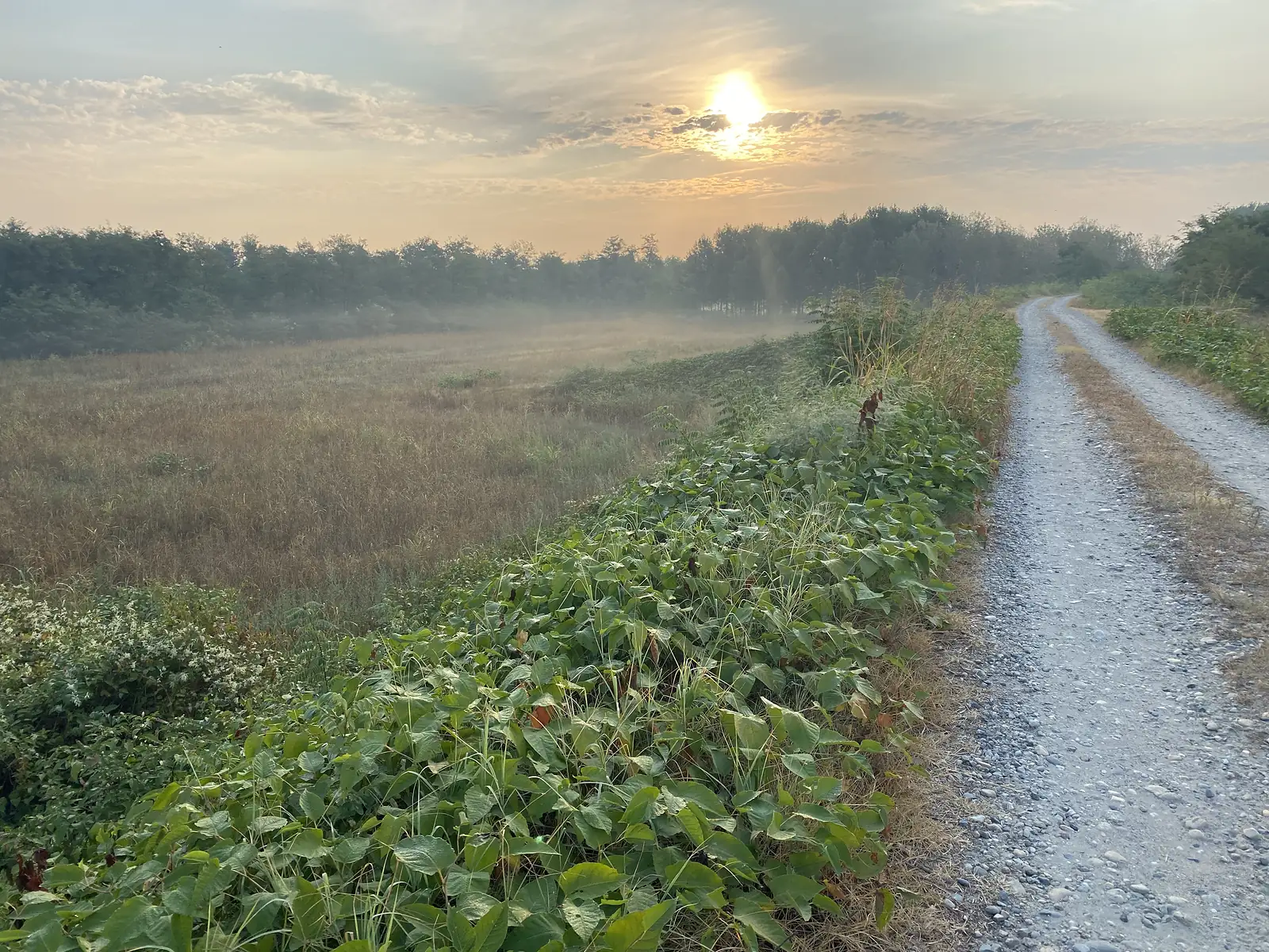 A gravel path skirts a hedgerow tangled with bindweed, morning mist rising off the fields beyond as the sun climbs through scattered cloud.