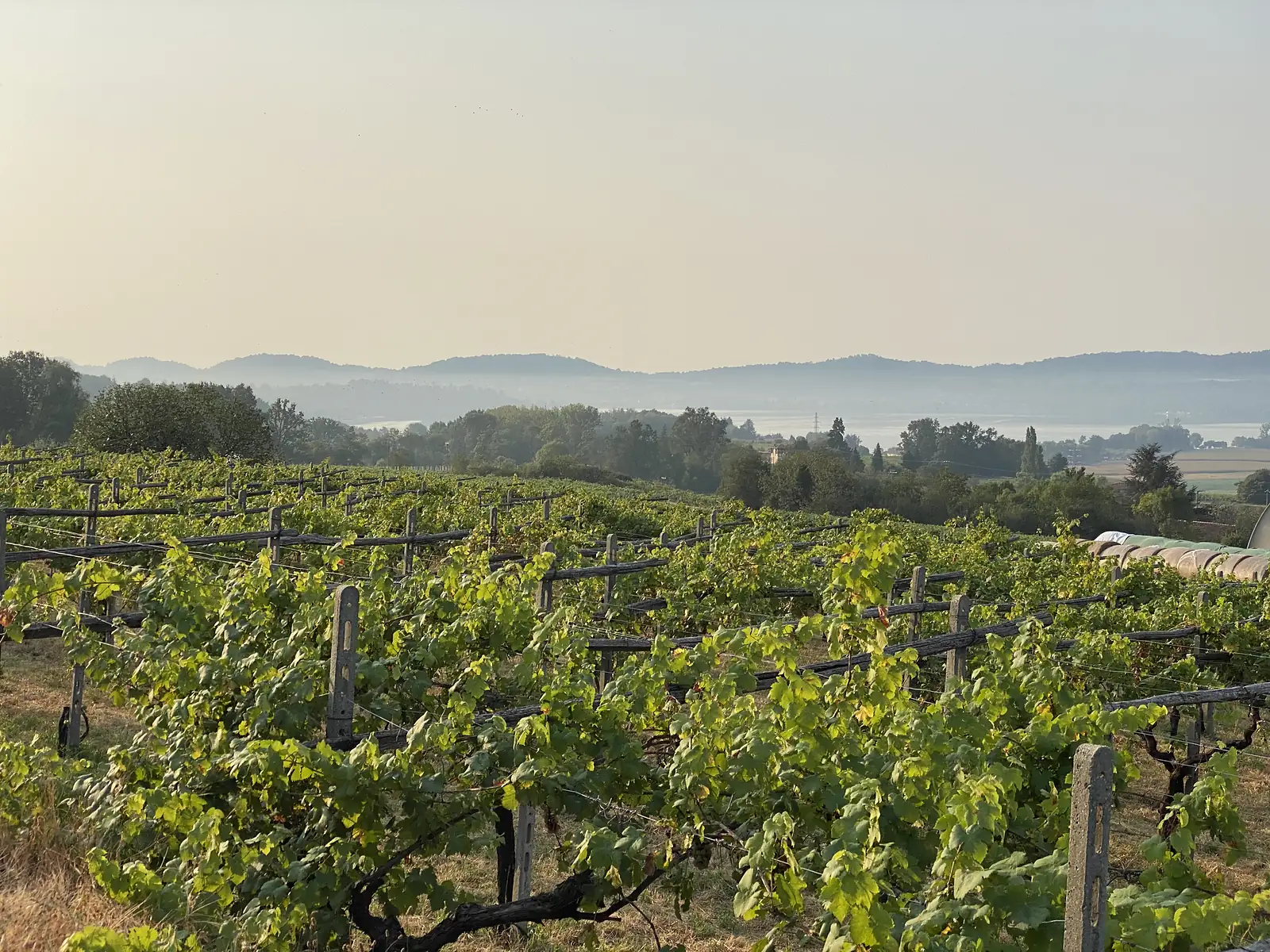 Rows of trellised vines climb a hillside above a hazy lake, with hills rising beyond the water.