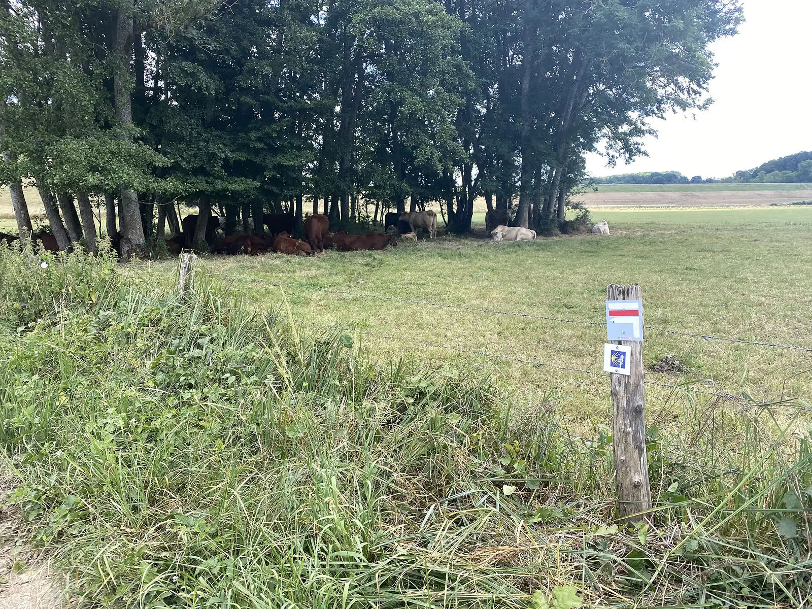 Cattle rest in the shade of a tree line beyond a wire fence, with a Via Francigena waymark post, showing a red-and-white stripe and a scallop-shell sign, in the foreground grass.