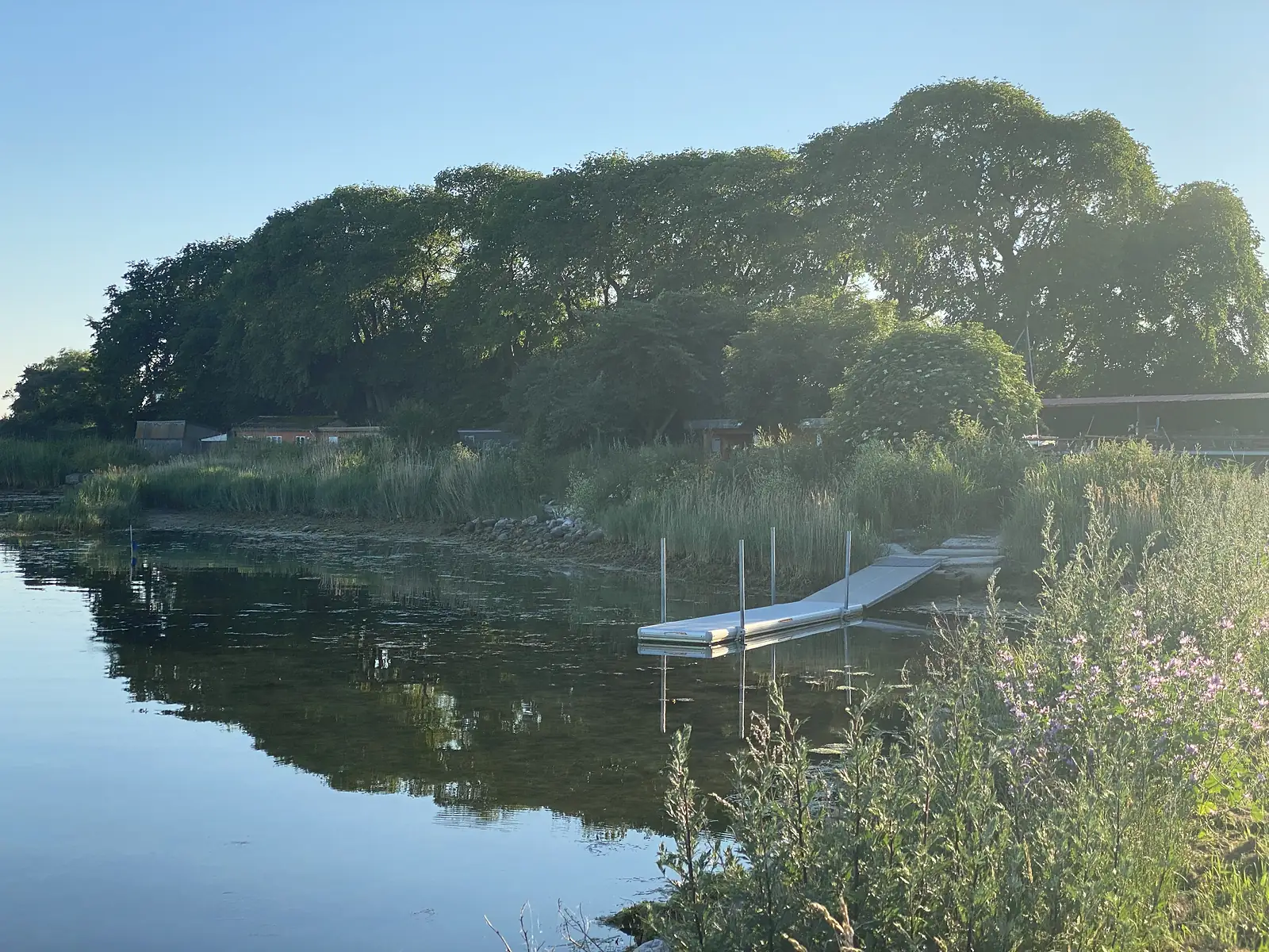 A reedy lake shore in early morning light with a floating pontoon jetty, willows and rosebay willowherb.