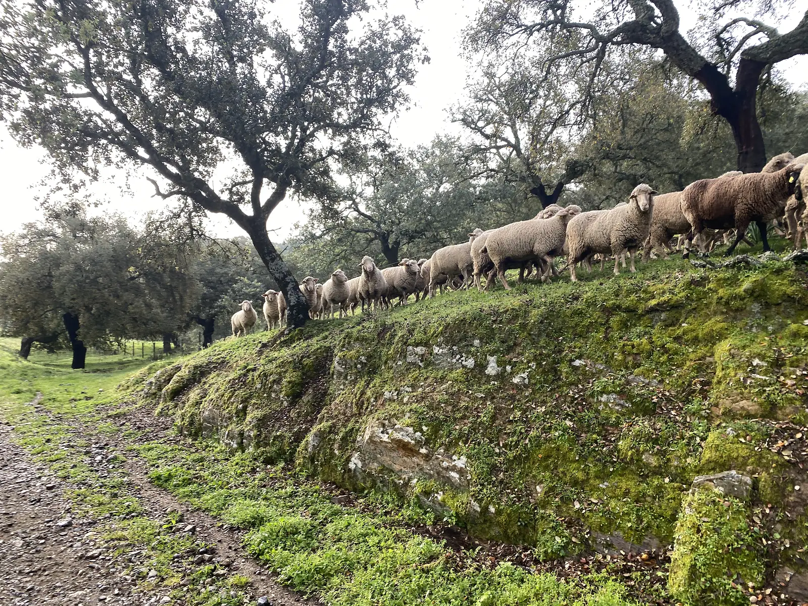 A flock of sheep filing along the top of a mossy rock bank above a dirt track, under spreading holm oaks.
