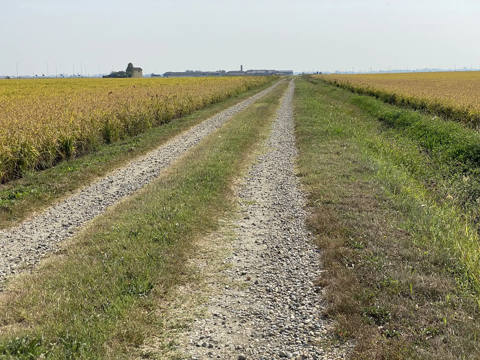A straight gravel track runs between golden rice fields towards a distant farmstead and church tower.