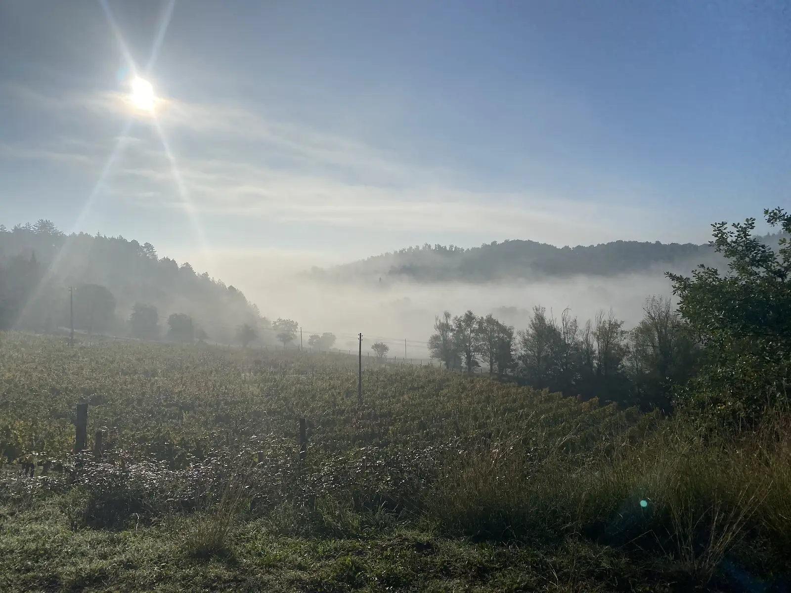 Dew-covered vineyard rows dropping into a mist-filled valley, with the morning sun low in a hazy Tuscan sky.