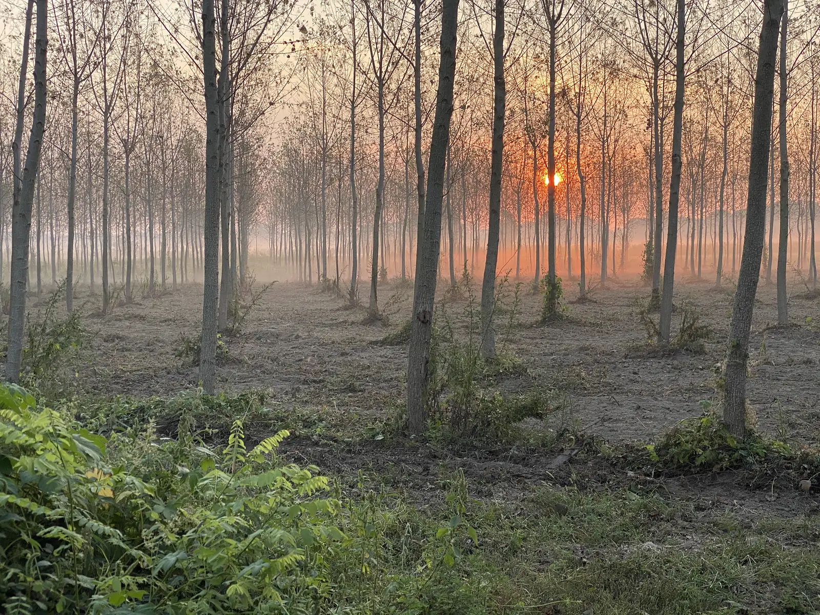 Sunlight breaks low and orange through rows of slender poplar trunks in a misty plantation, with ferns growing at the forest floor.
