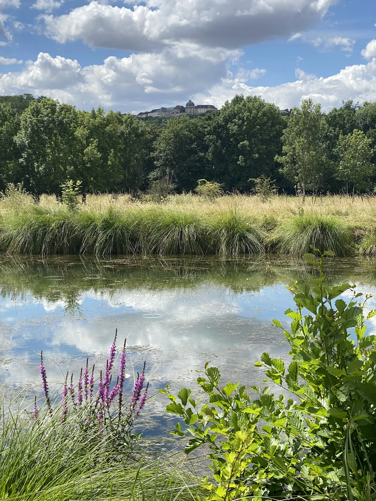 Langres' hilltop buildings rise above wooded slopes beyond a reed-fringed pond, purple loosestrife flowering in the foreground.