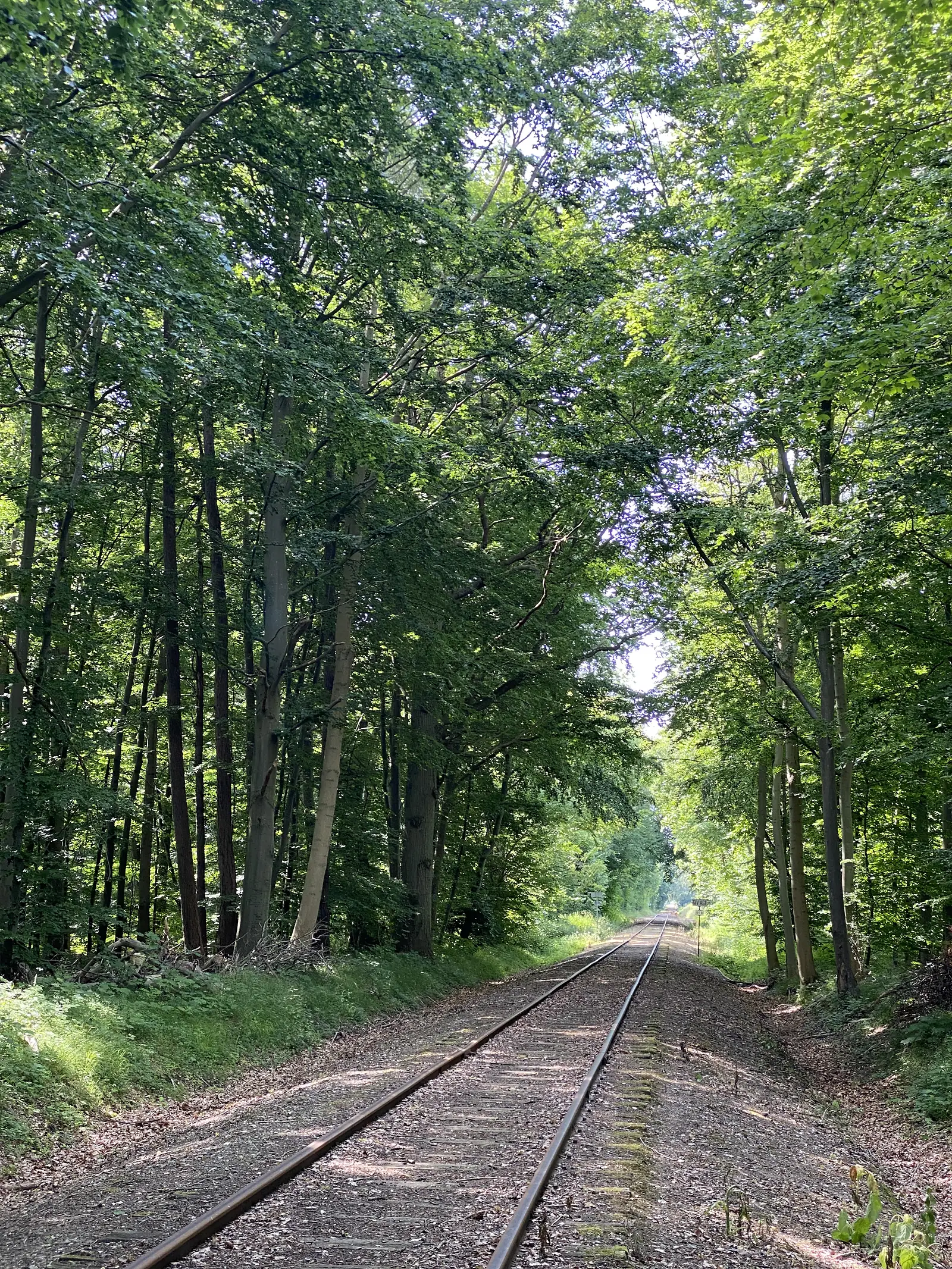 A single-track railway line running away into dense beech woodland.