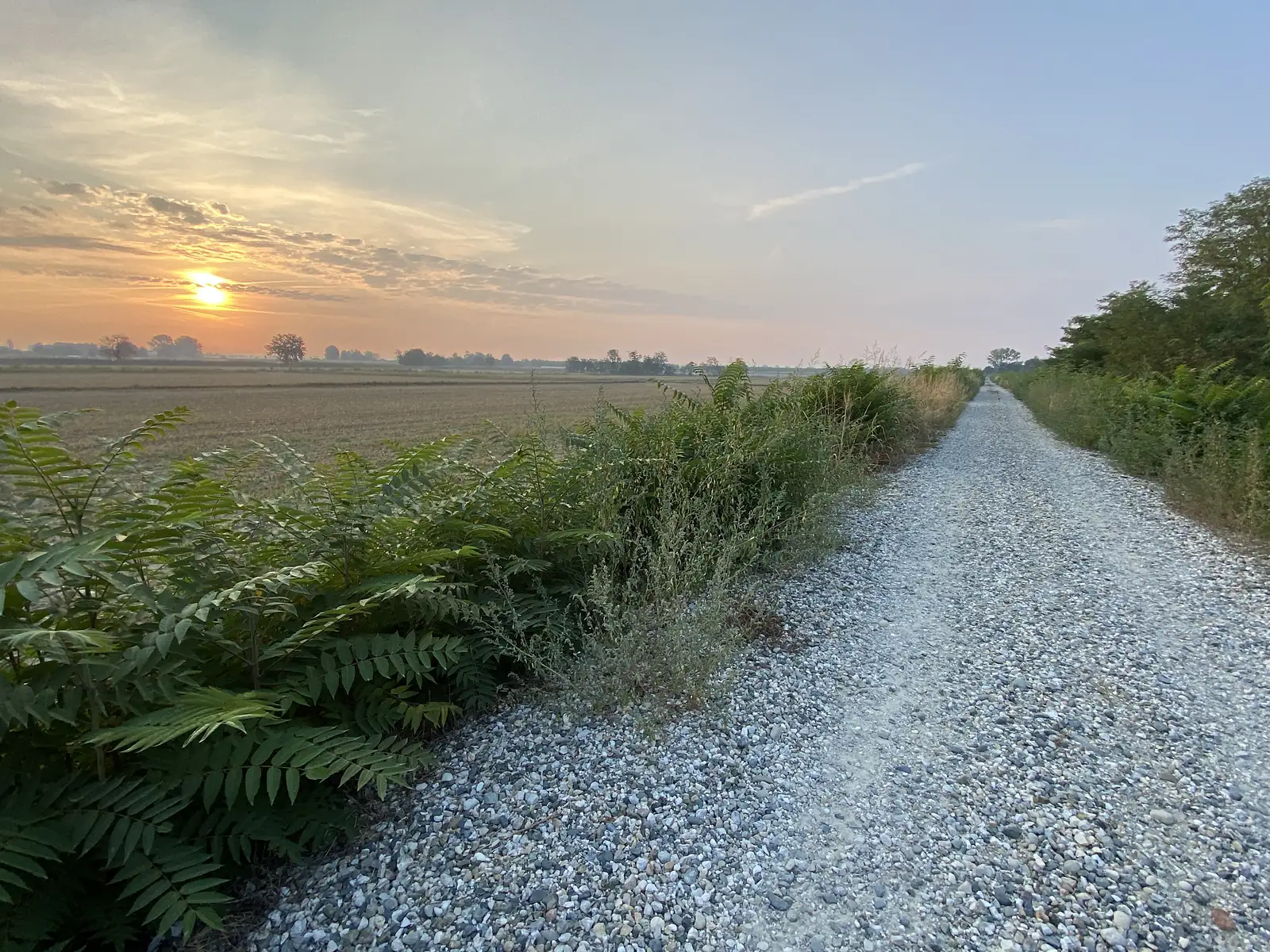 A gravel track hemmed by fern and scrub runs beside harvested fields as the sun rises hazily behind low cloud.