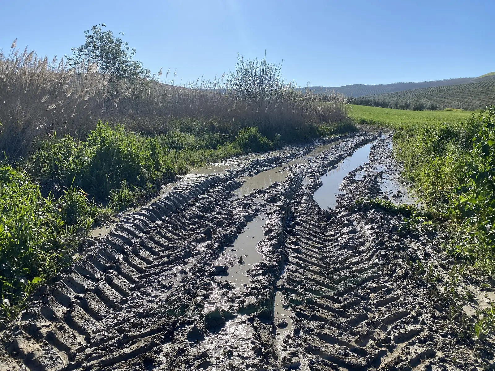 A farm track churned into deep muddy ruts and standing water, with reeds along one side and olive groves rising beyond.