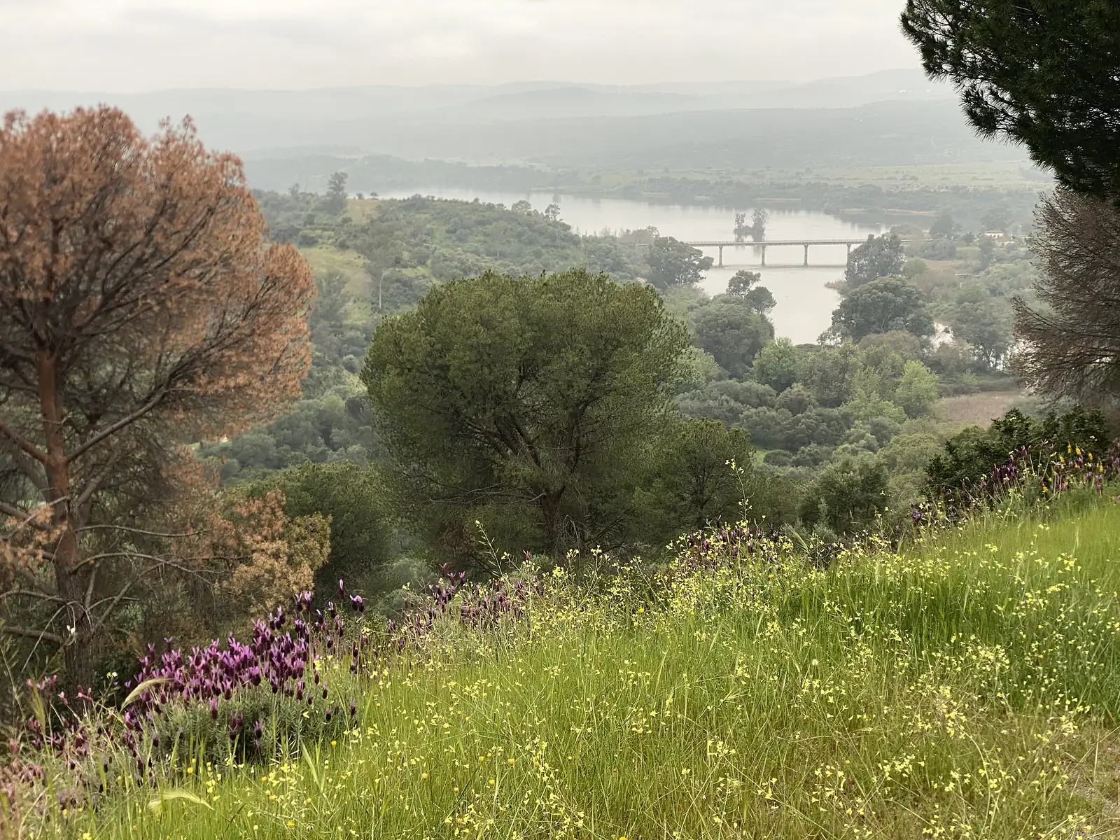 A hillside of purple French lavender and yellow wildflowers looking down over umbrella pines to a wide reservoir crossed by a low bridge.