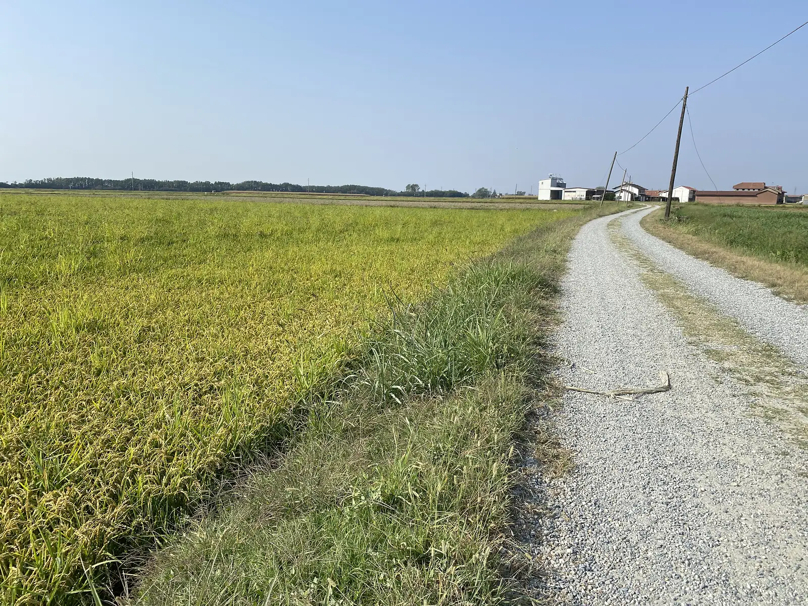 A gravel path runs beside a ripening golden rice field towards a cluster of farm buildings under a clear sky.