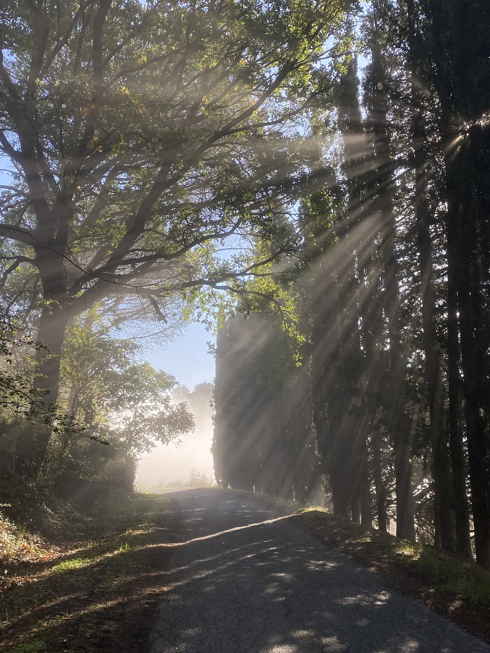 Shafts of morning sunlight stream through mist and overhanging branches above a wooded lane.