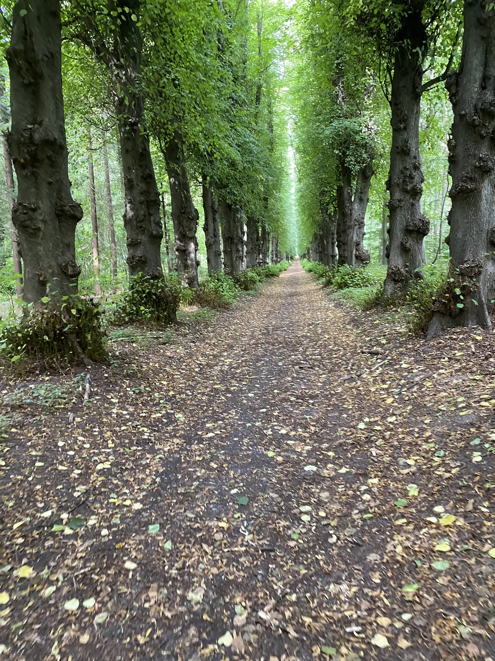 A leaf-strewn track running dead straight through an avenue of old pollarded trees.