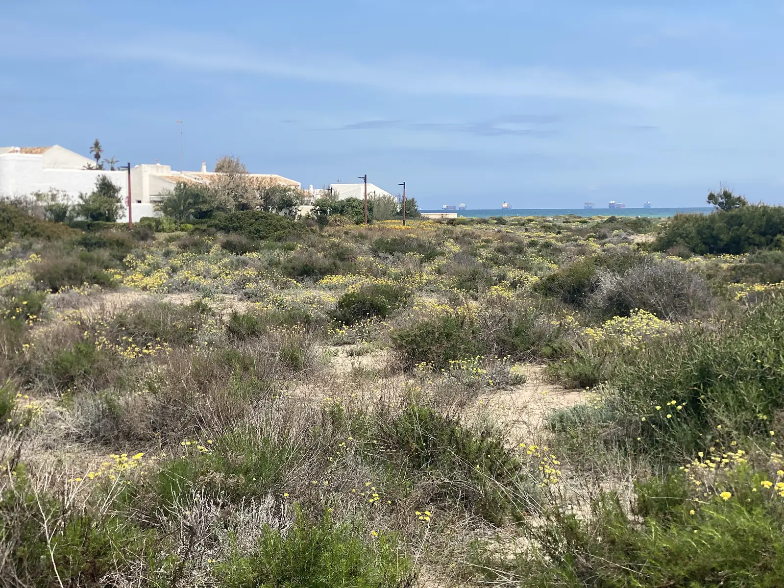 Coastal dune scrub in yellow flower, with white buildings to one side and container ships anchored on the horizon.