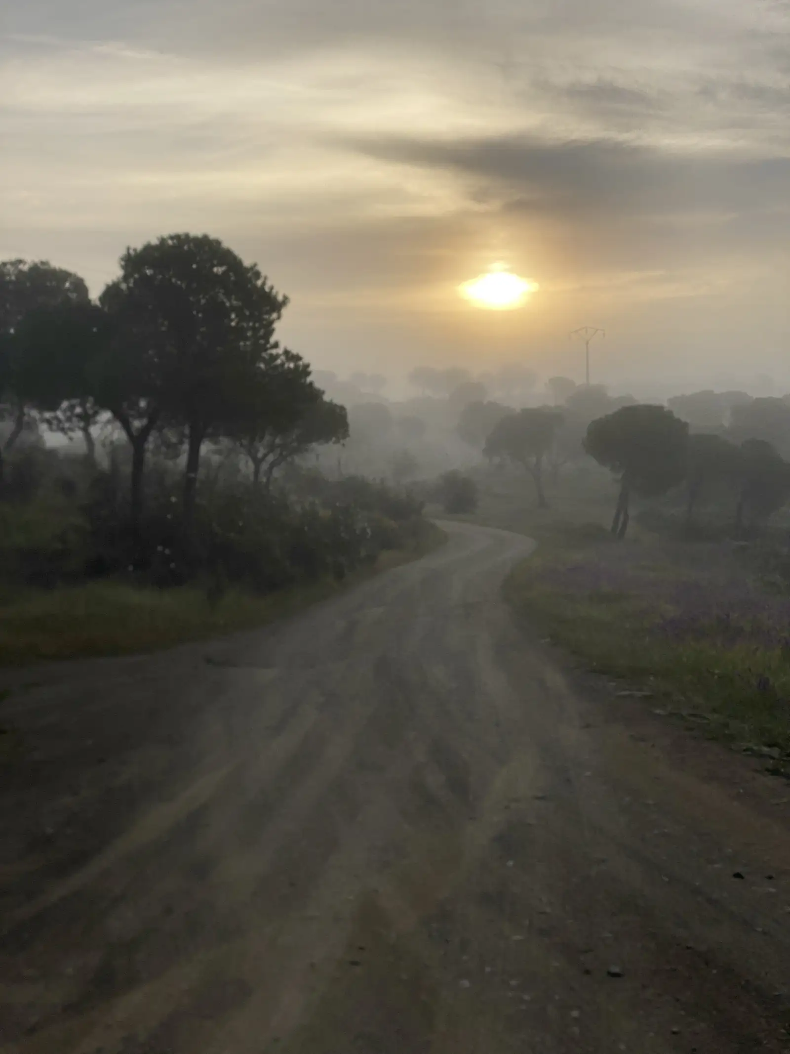 A hazy sun low behind silhouetted umbrella pines, seen along a gravel track running through misty scrub.