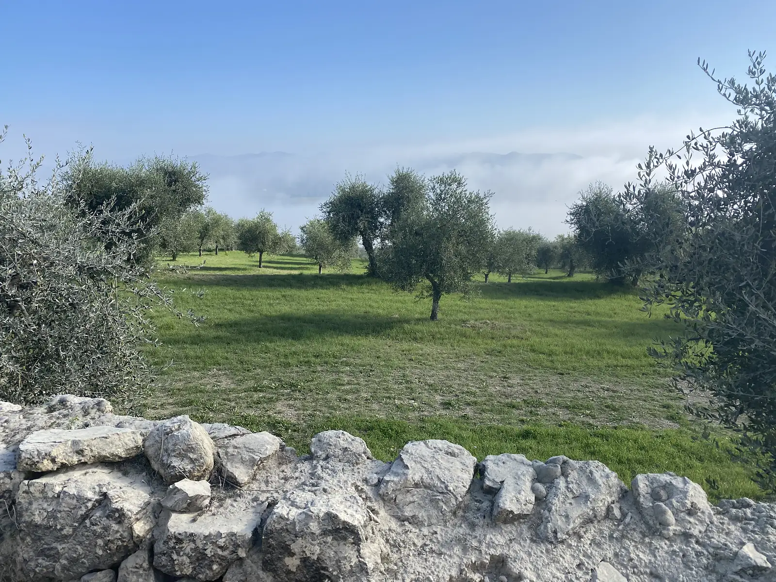 An olive grove on green grass behind a low dry-stone wall, with cloud sitting in the valley beyond and hazy mountains further off.