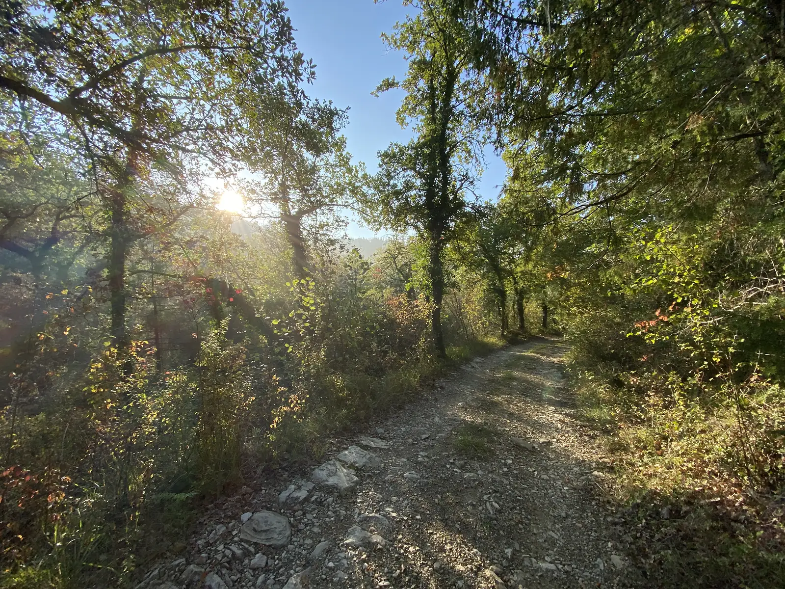 A stony woodland track curving between trees on the Via Francigena, with early morning sunlight streaming through the branches.