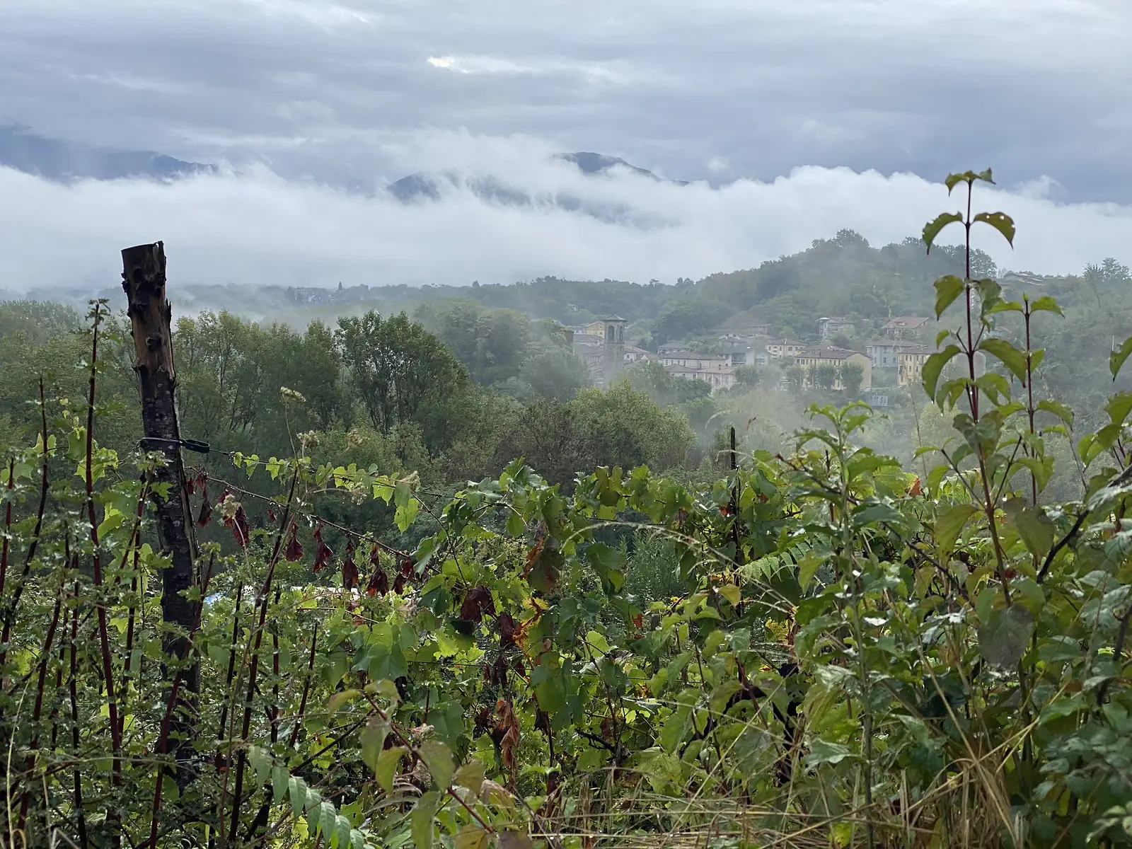 A hill town with a bell tower emerges from morning mist below wooded slopes, seen over vineyard rows and a broken fence post.