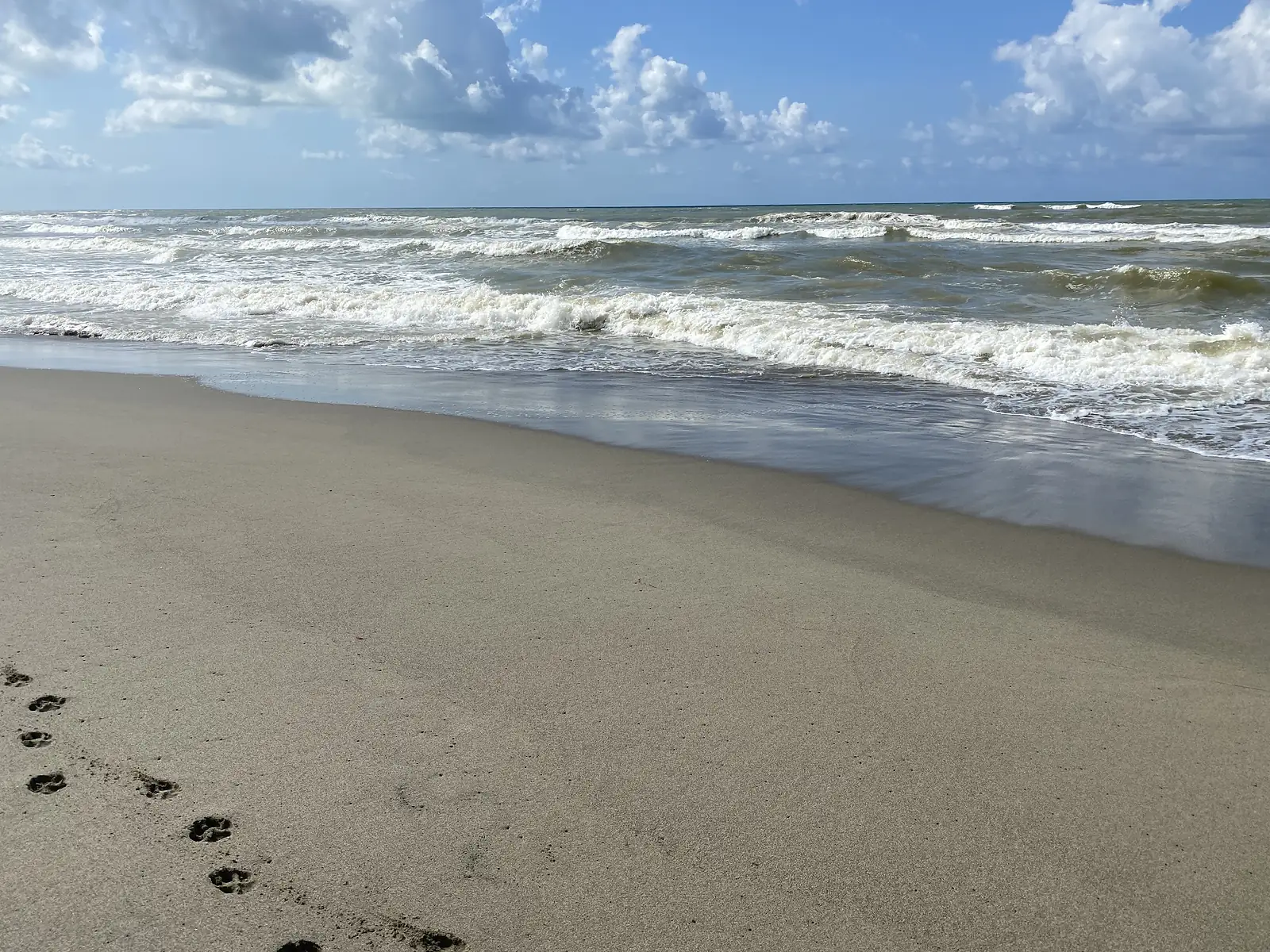 Foamy waves rolling onto an empty beach, with a trail of dog paw prints crossing the foreground sand.