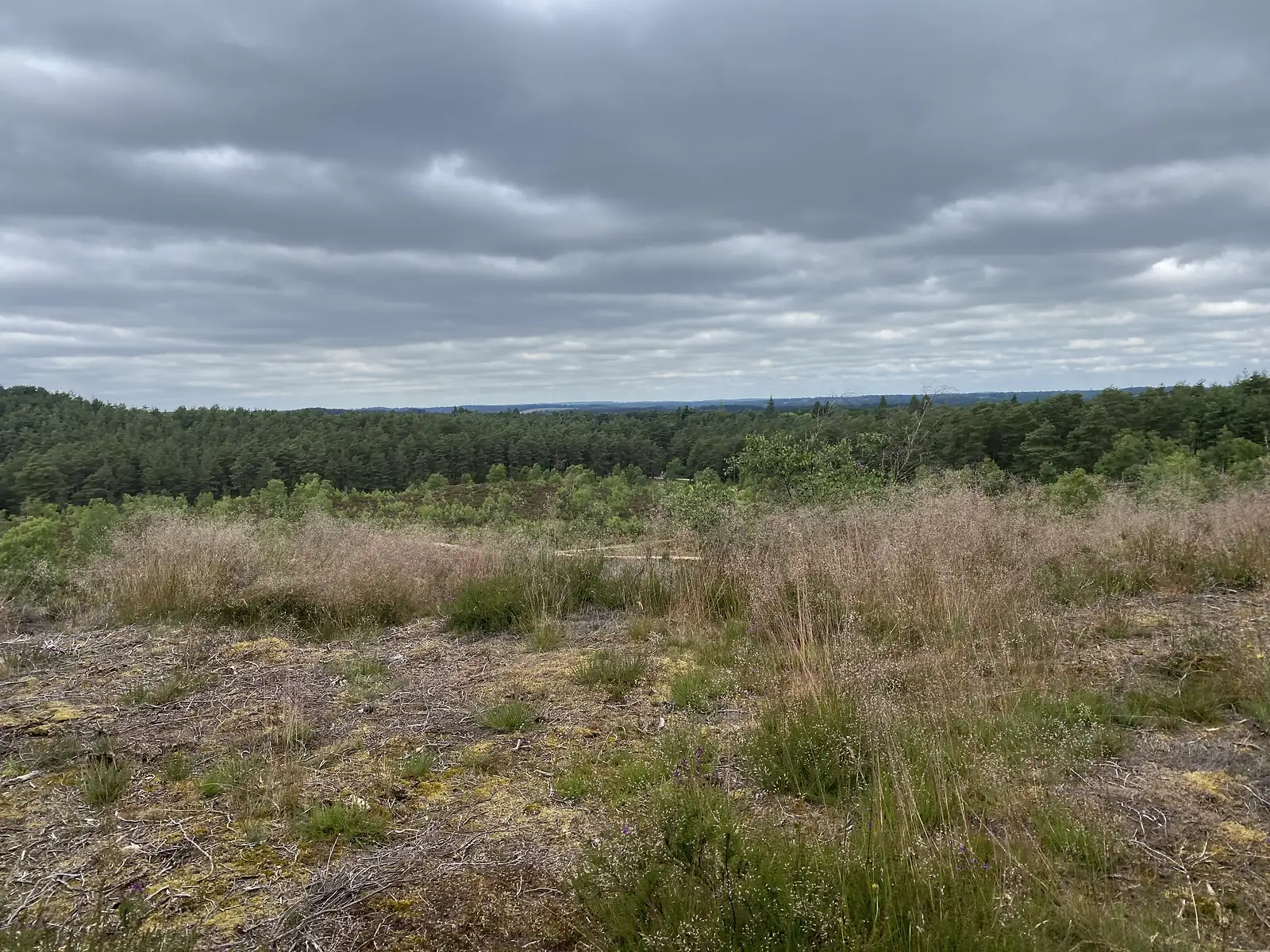 Open heath of heather and bleached grass running to a horizon of pine forest under heavy grey cloud.