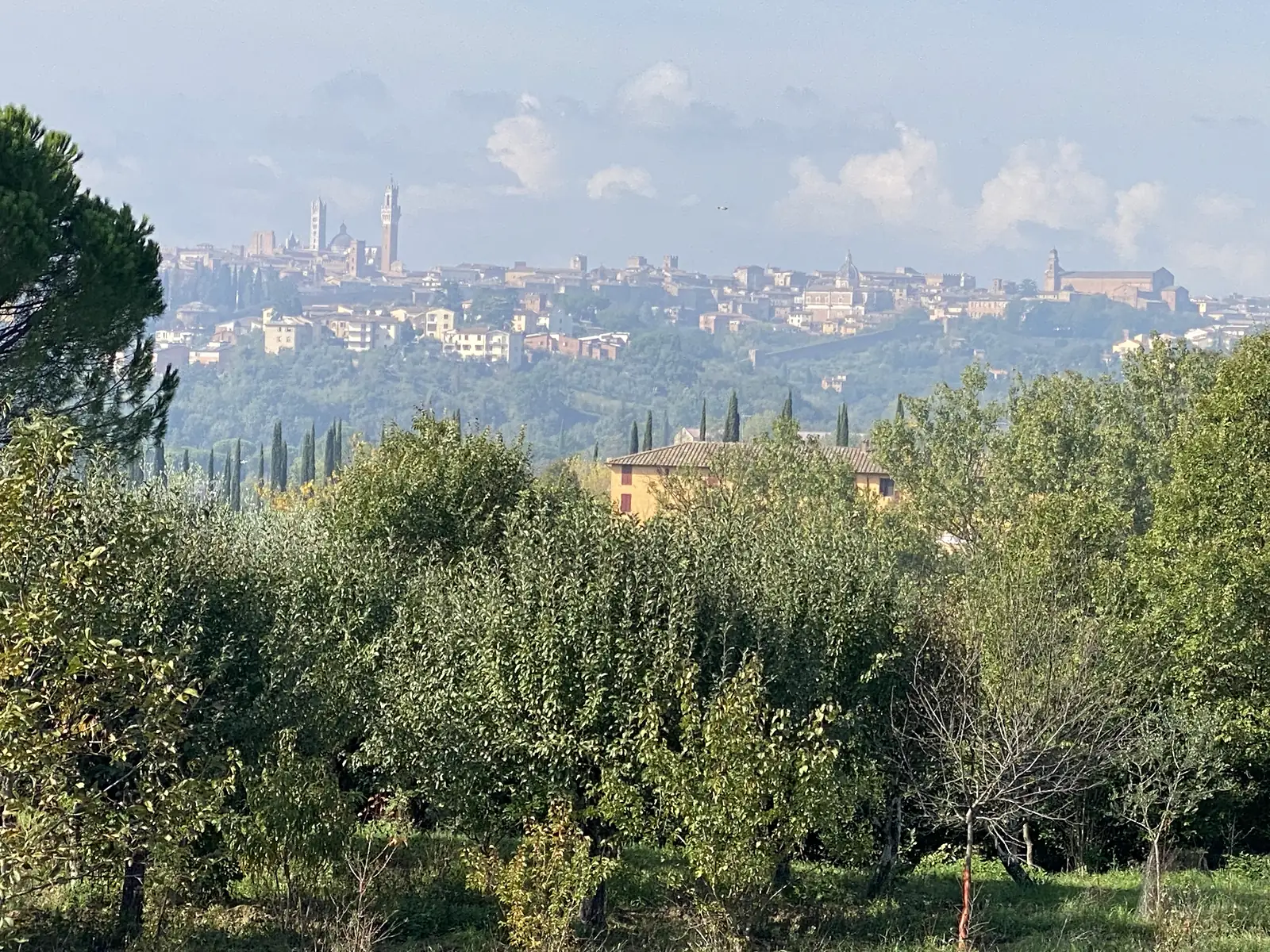 A hazy view over olive trees and cypresses to a large hilltop town with a striped cathedral tower and tall bell tower rising above dense rooftops.