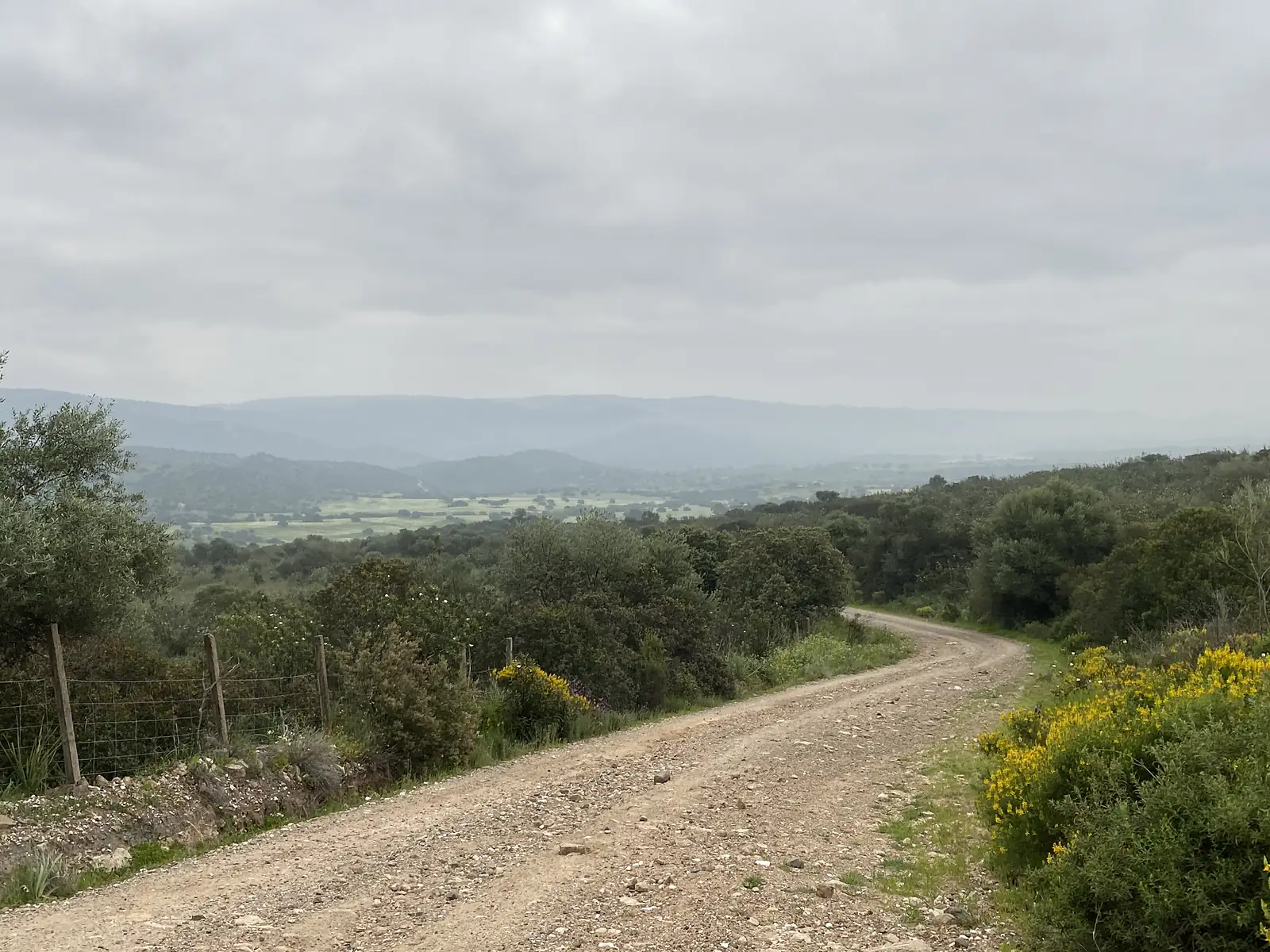 A gravel track curving downhill past gorse in full yellow flower, with oak-dotted plains and hazy ridges stretching beyond.