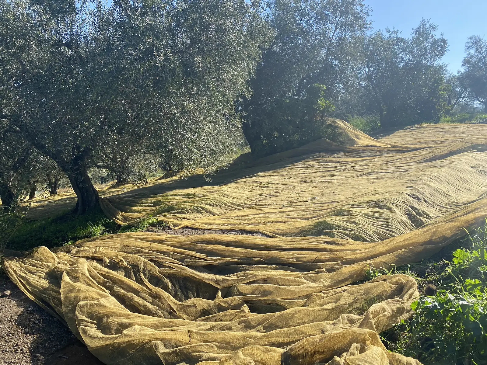 Large mesh nets spread beneath olive trees to catch the falling olives, draped over the ground and low branches in an olive grove.