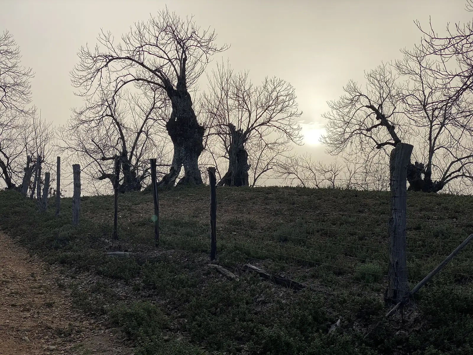 Ancient chestnut trees, bare and heavily gnarled, standing along a fenced ridge against a hazy low sun.