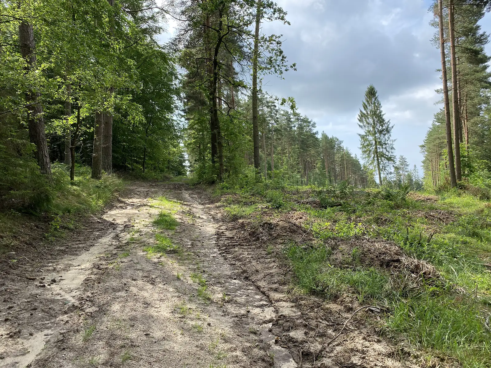 A sandy forest track climbing between pines, with a freshly cleared and churned strip of ground alongside.