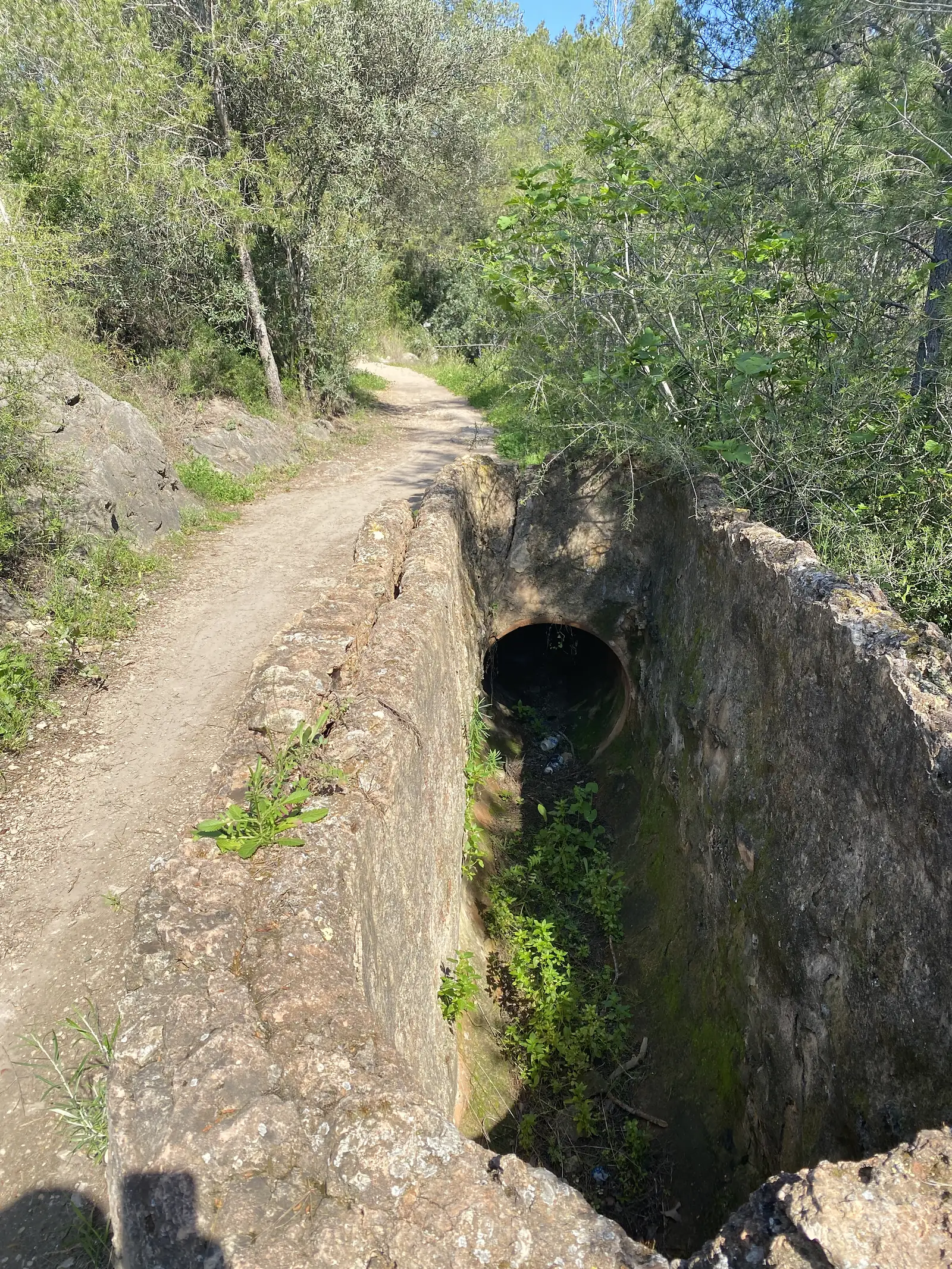 A dirt path crossing a stone culvert bridge with an old pipe outlet in its wall, under olives and pines.