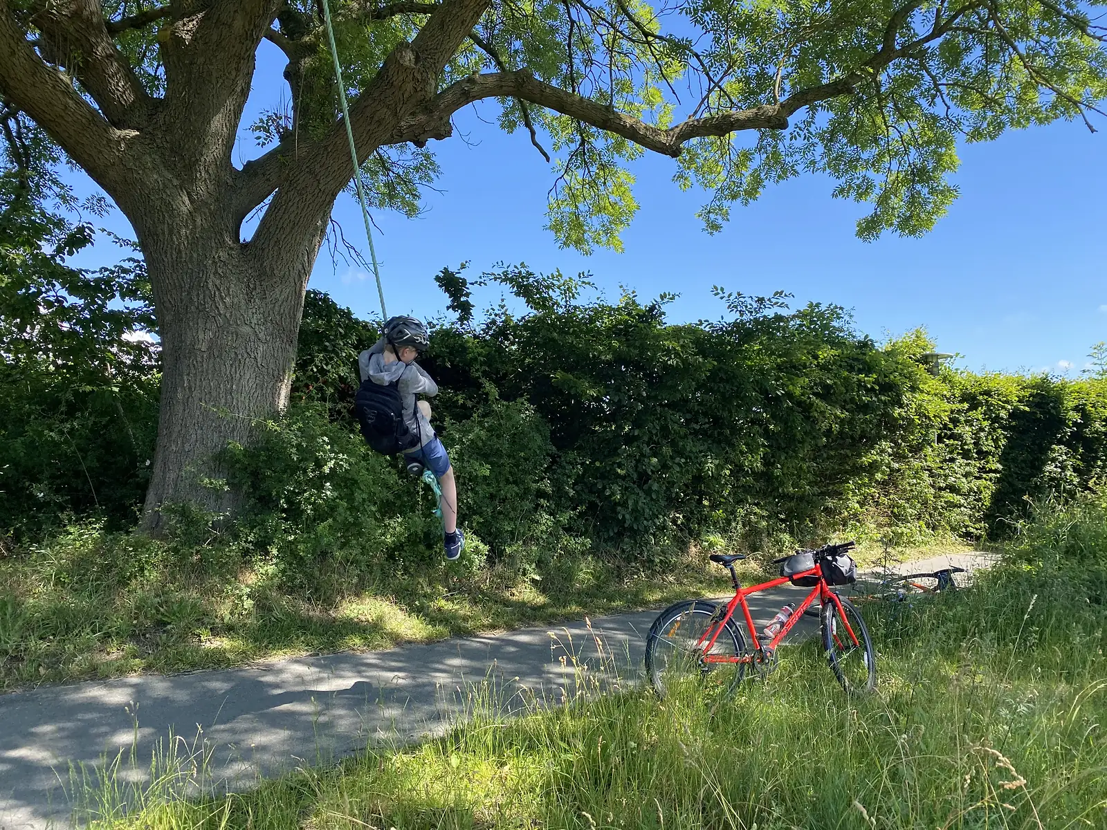 A child in a helmet swinging on a rope from a big ash tree beside a cycle path, a loaded red bike propped in the grass.