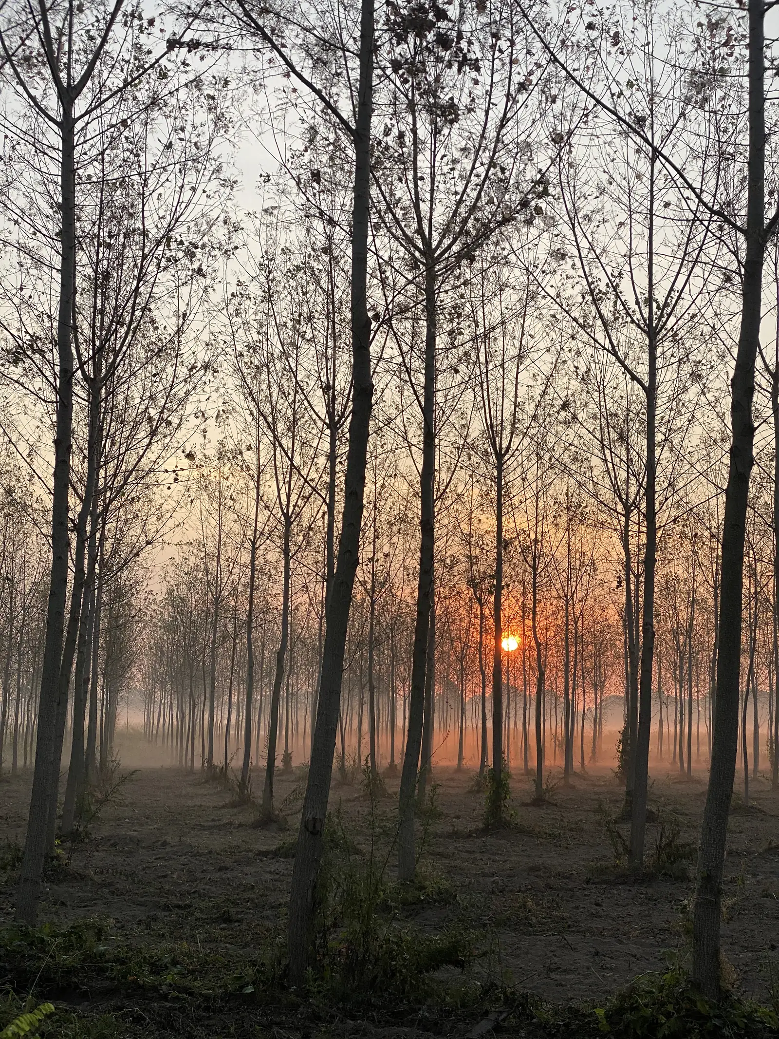 Straight rows of poplar trunks recede towards a hazy orange sunrise low on the horizon.