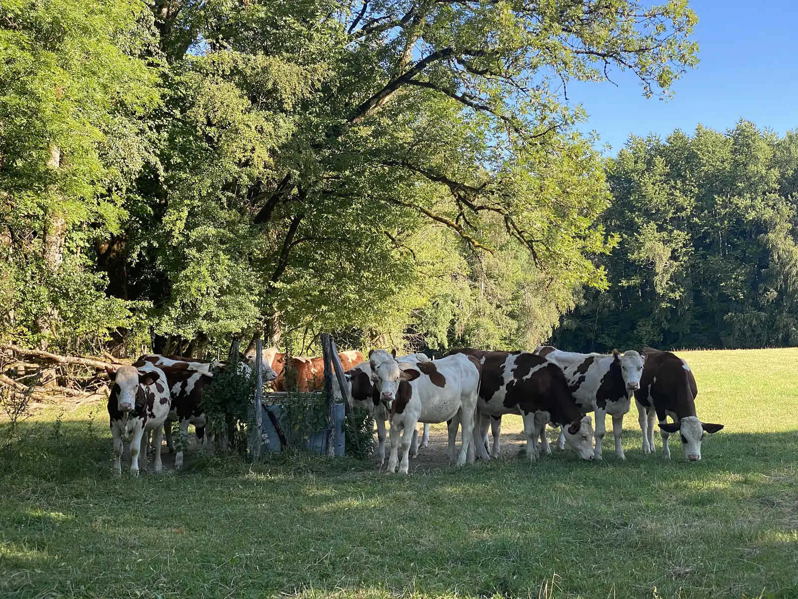 A herd of brown-and-white cattle gathers around a metal drinking trough beneath spreading trees at the edge of a sunlit pasture.