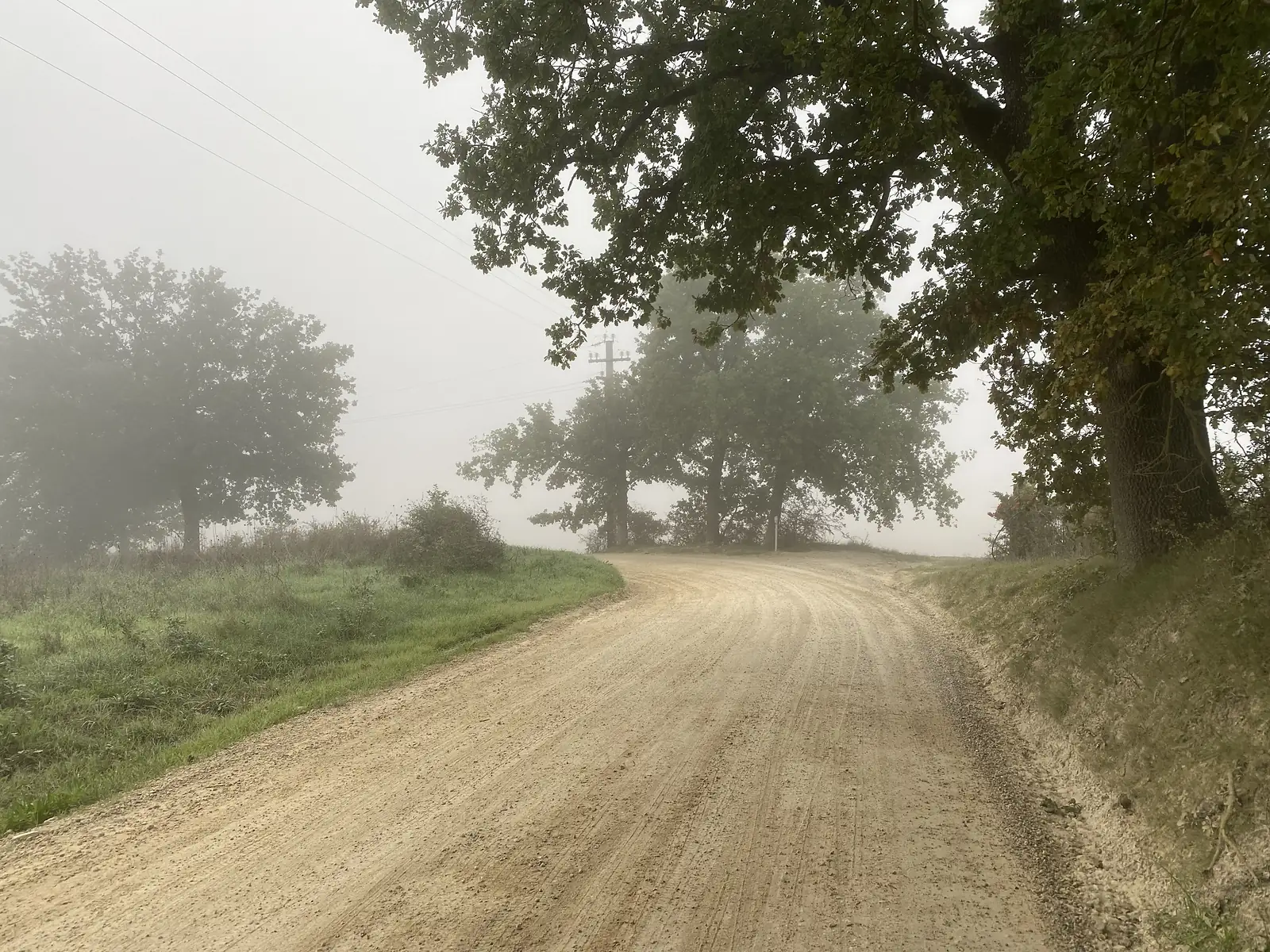 A pale gravel road curving away beneath overhanging oak branches into thick mist.