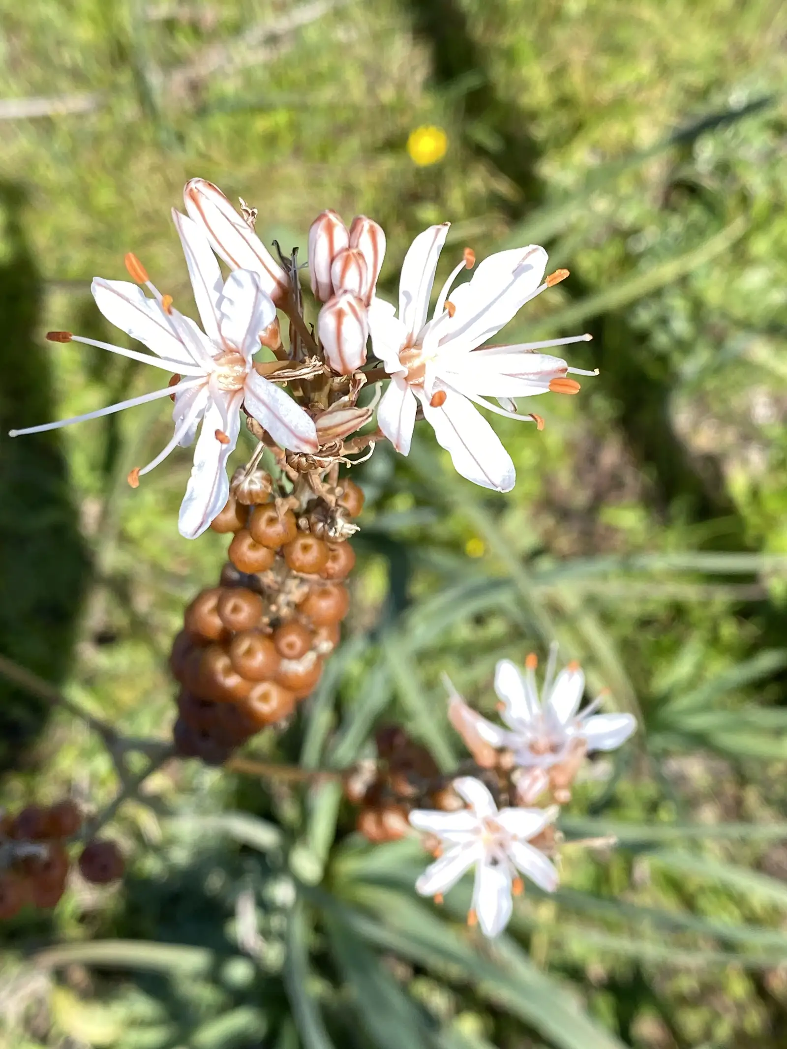 Close-up of an asphodel flower spike, its white star-shaped blooms streaked with rust-brown and swollen buds clustered below, against a blurred background of grass.