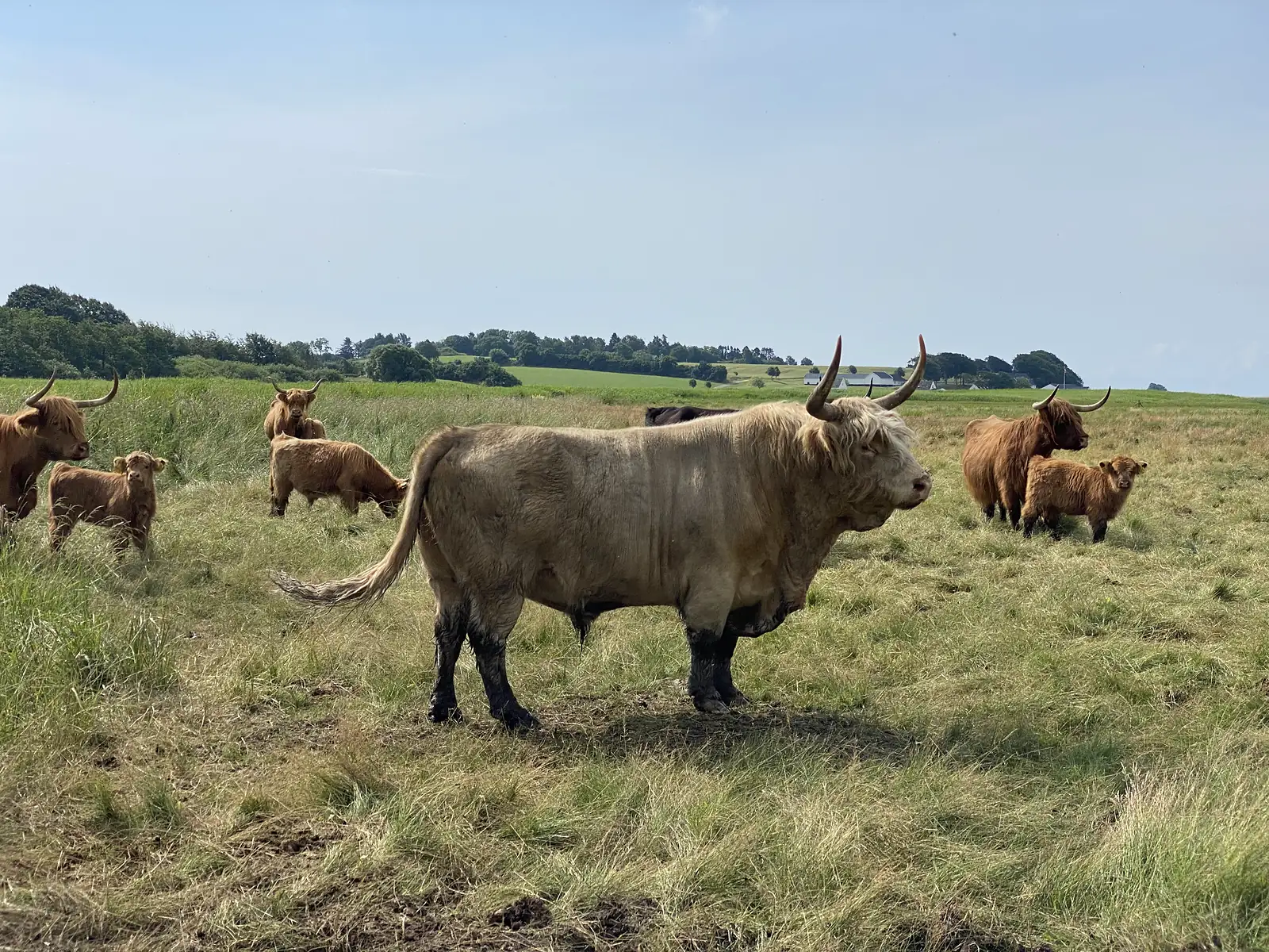 A pale long-horned Highland bull standing in rough pasture, with red-brown Highland cows and calves grazing behind.