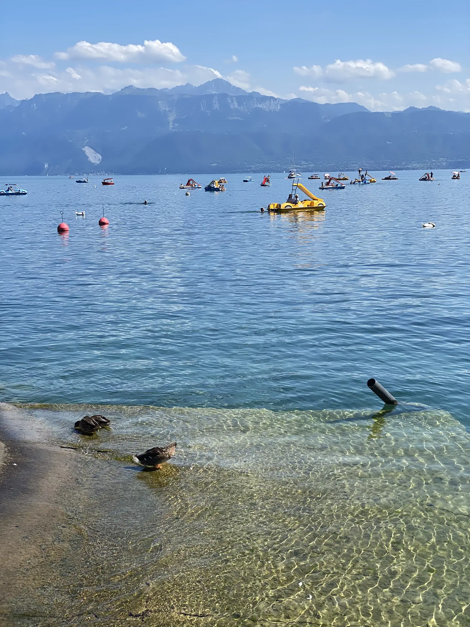 Ducks paddling in the shallows of Lake Geneva, with pedalos and swimmers out on the water and the Alps rising beyond.