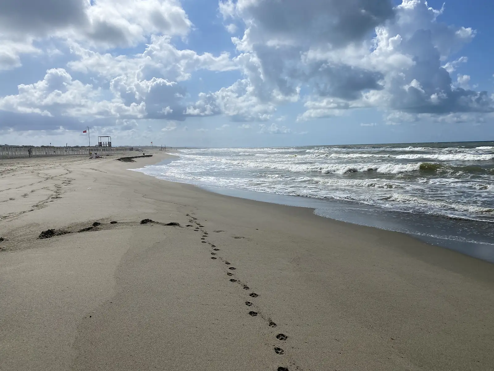 A trail of dog paw prints in wet sand leading towards breaking waves under a partly cloudy sky.