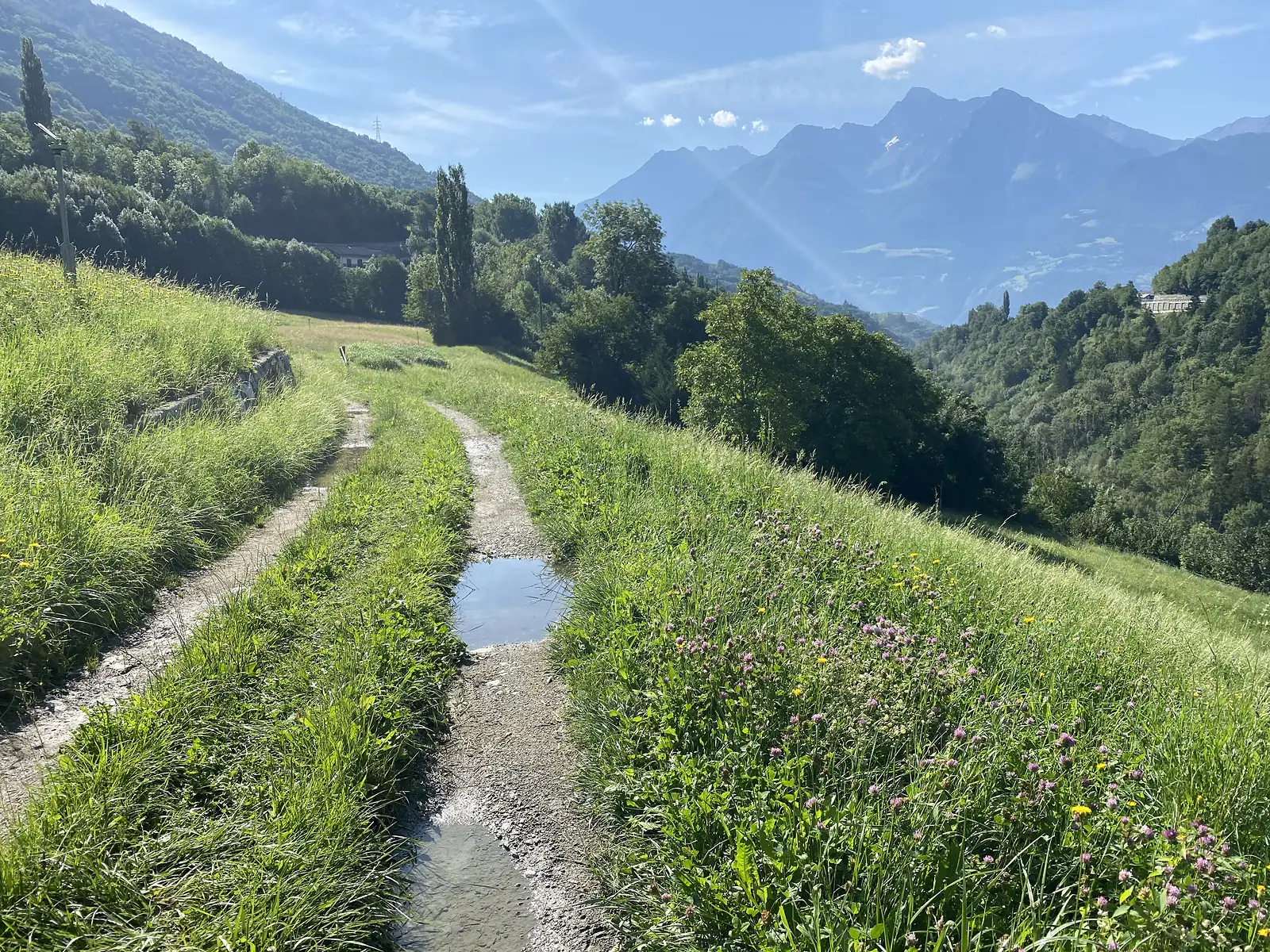 A rutted farm track lined with clover and wildflowers runs along a hillside meadow, a rain puddle reflecting the sky and distant peaks of the Aosta Valley beyond.
