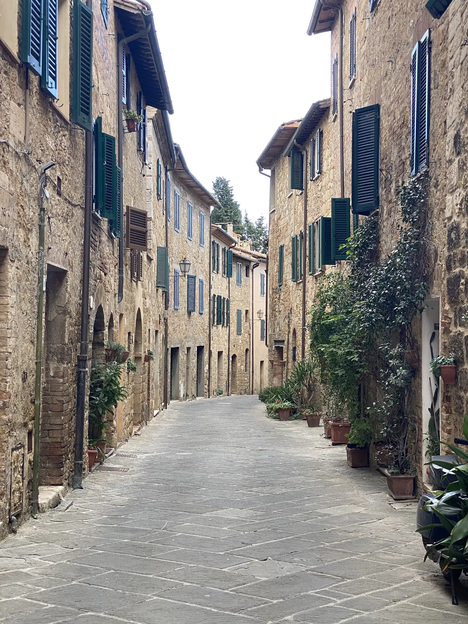 A narrow stone alley between tall terraced houses with green shutters, olive branches and potted plants trailing overhead.