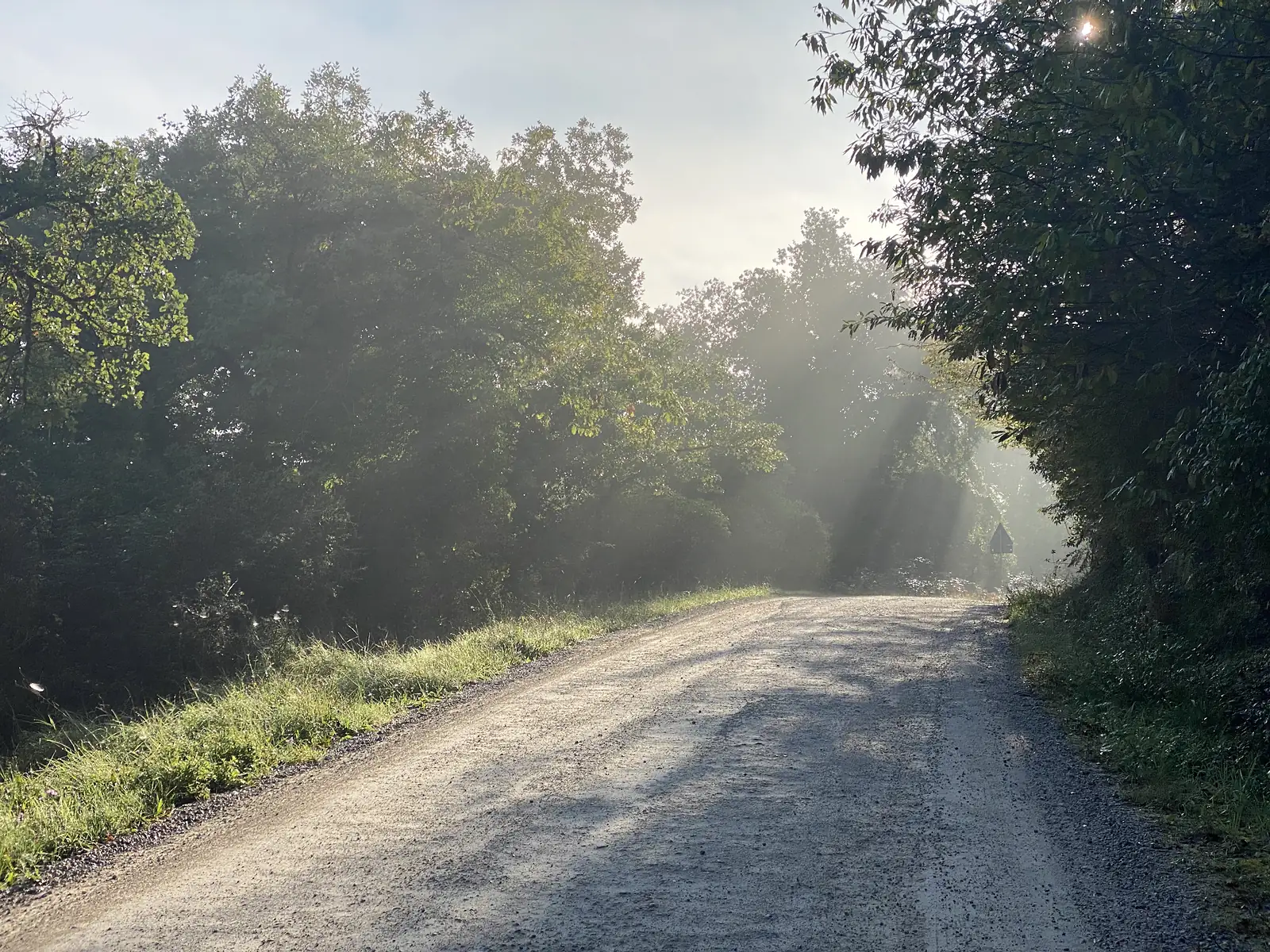 A pale gravel lane curving between dense trees, with morning sunbeams slanting through the canopy and a small road sign ahead.