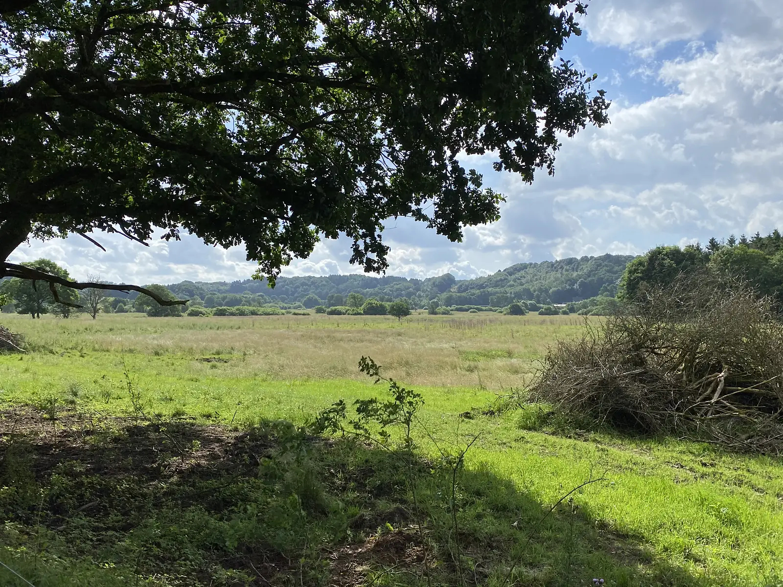 A wide meadow of pale rough grass under a spreading oak, with wooded hills beyond and a pile of cut brash to one side.