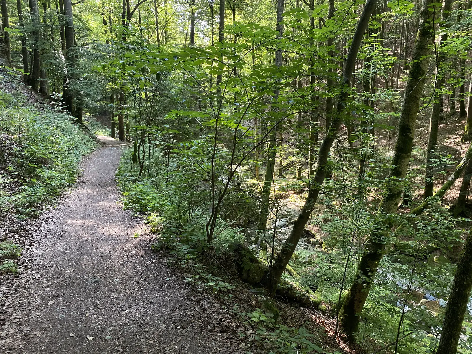 A dirt path curving through sunlit beech woodland, with a stream running through the gully below.
