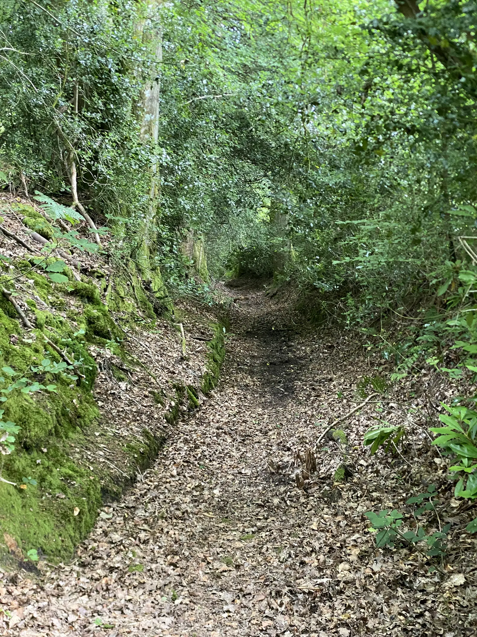 A leaf-filled holloway climbing between mossy banks under dense holly and beech.