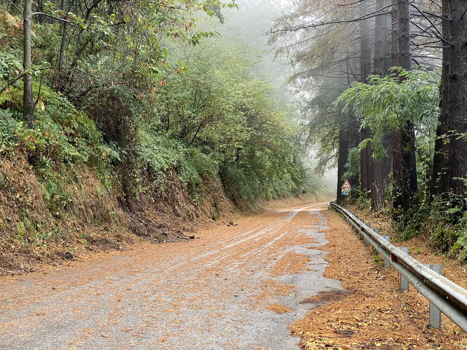 A misty forest road strewn with fallen pine needles, running past a metal guardrail beside a hairpin-bend warning sign.