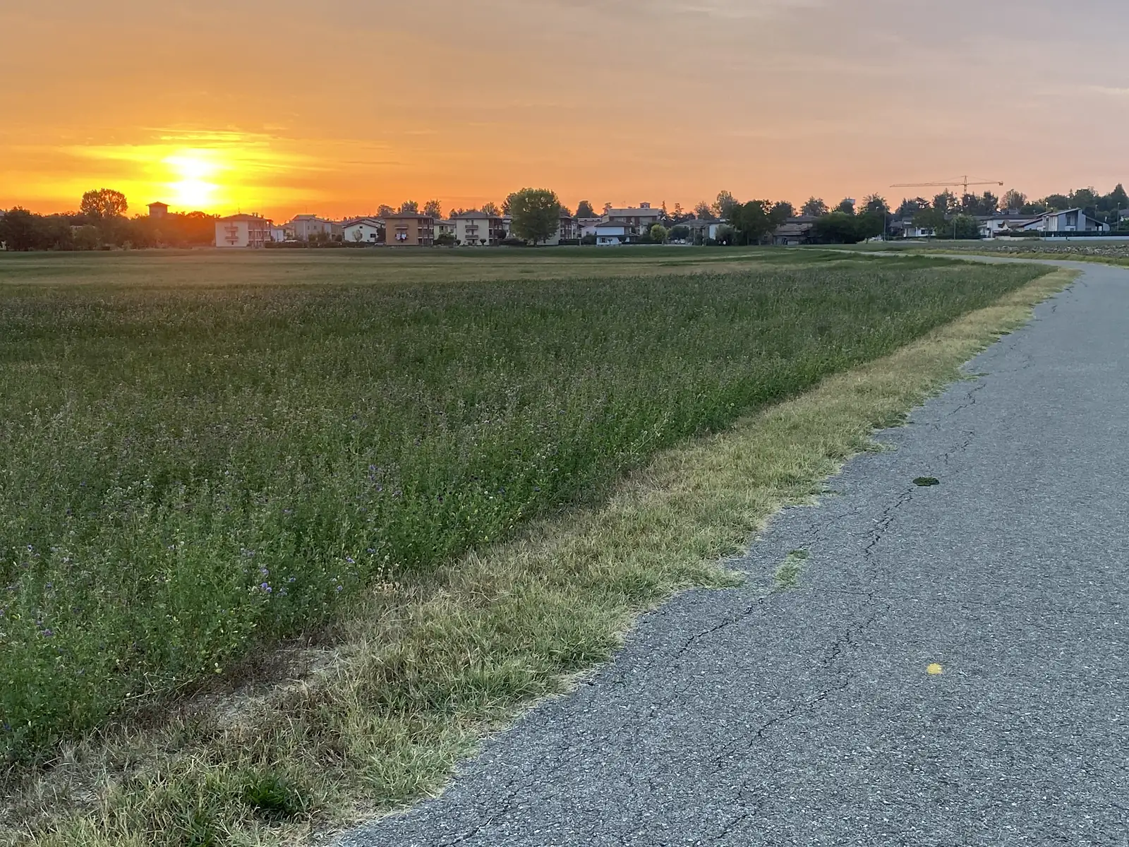 A cycle path running alongside a wildflower meadow towards a small town silhouetted against a golden sunrise, a construction crane visible on the skyline.