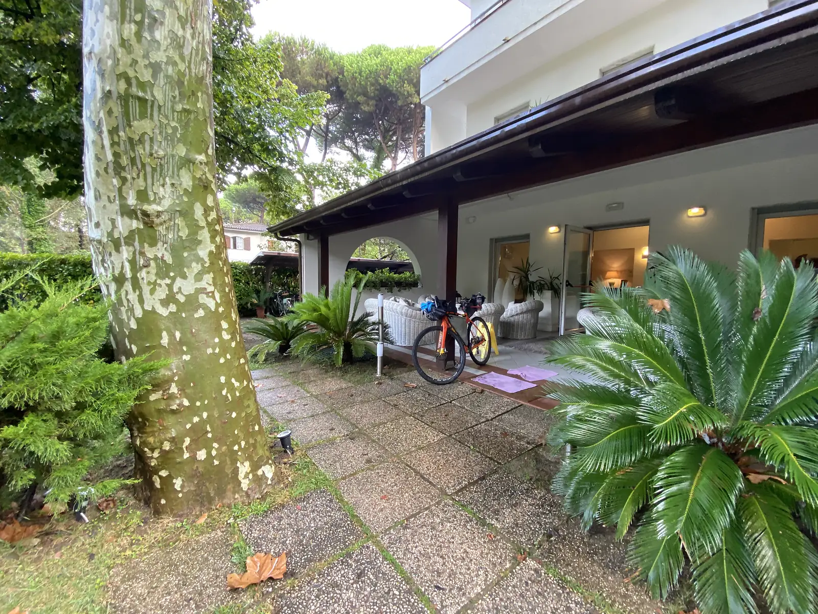 A loaded orange gravel bike parked on a covered veranda beside wicker sofas, with a mottled plane tree trunk and cycad palms framing the paved garden path.