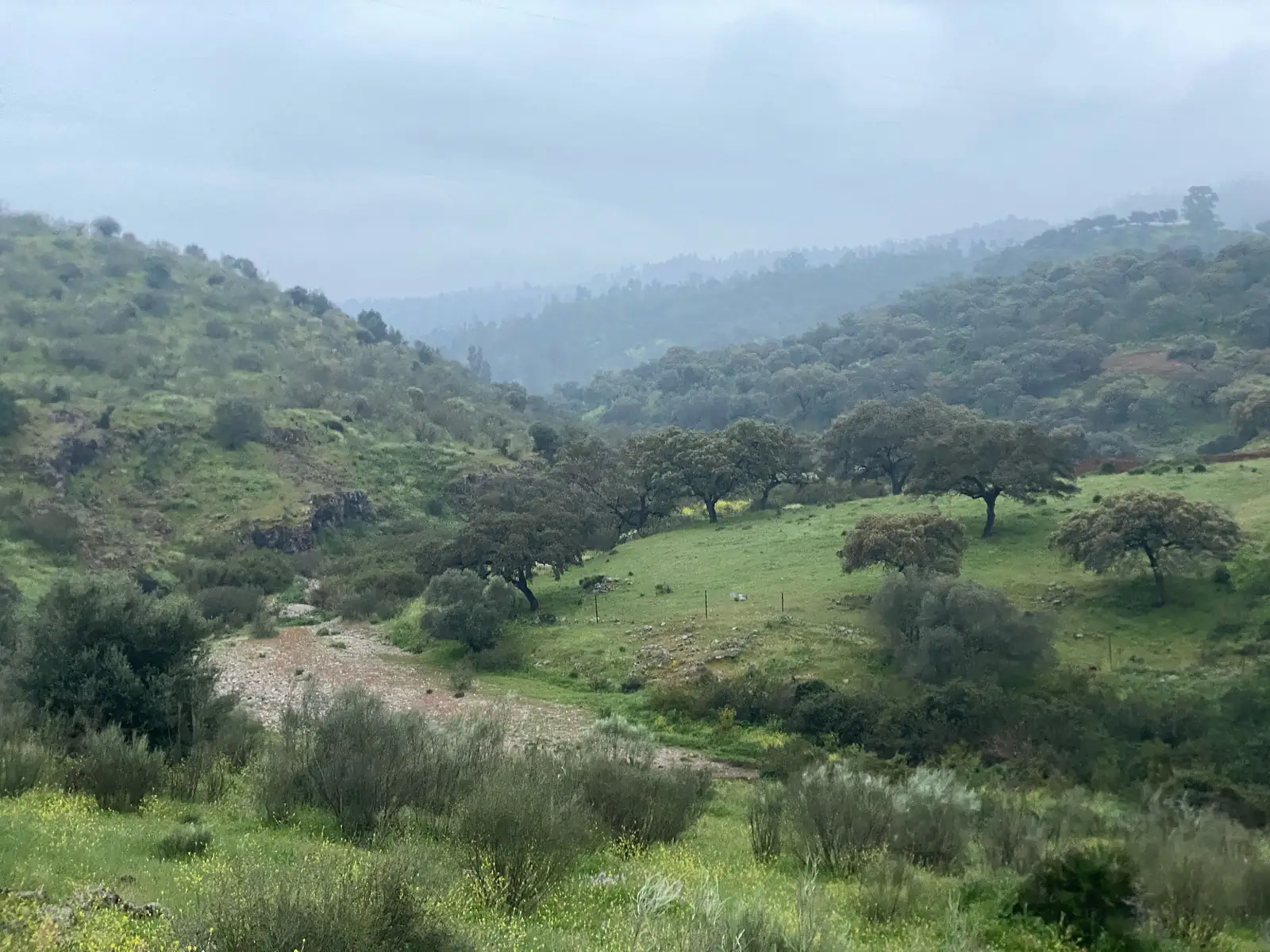 Rain sweeping across rolling holm oak pasture, with a dry stony streambed winding along the valley floor.