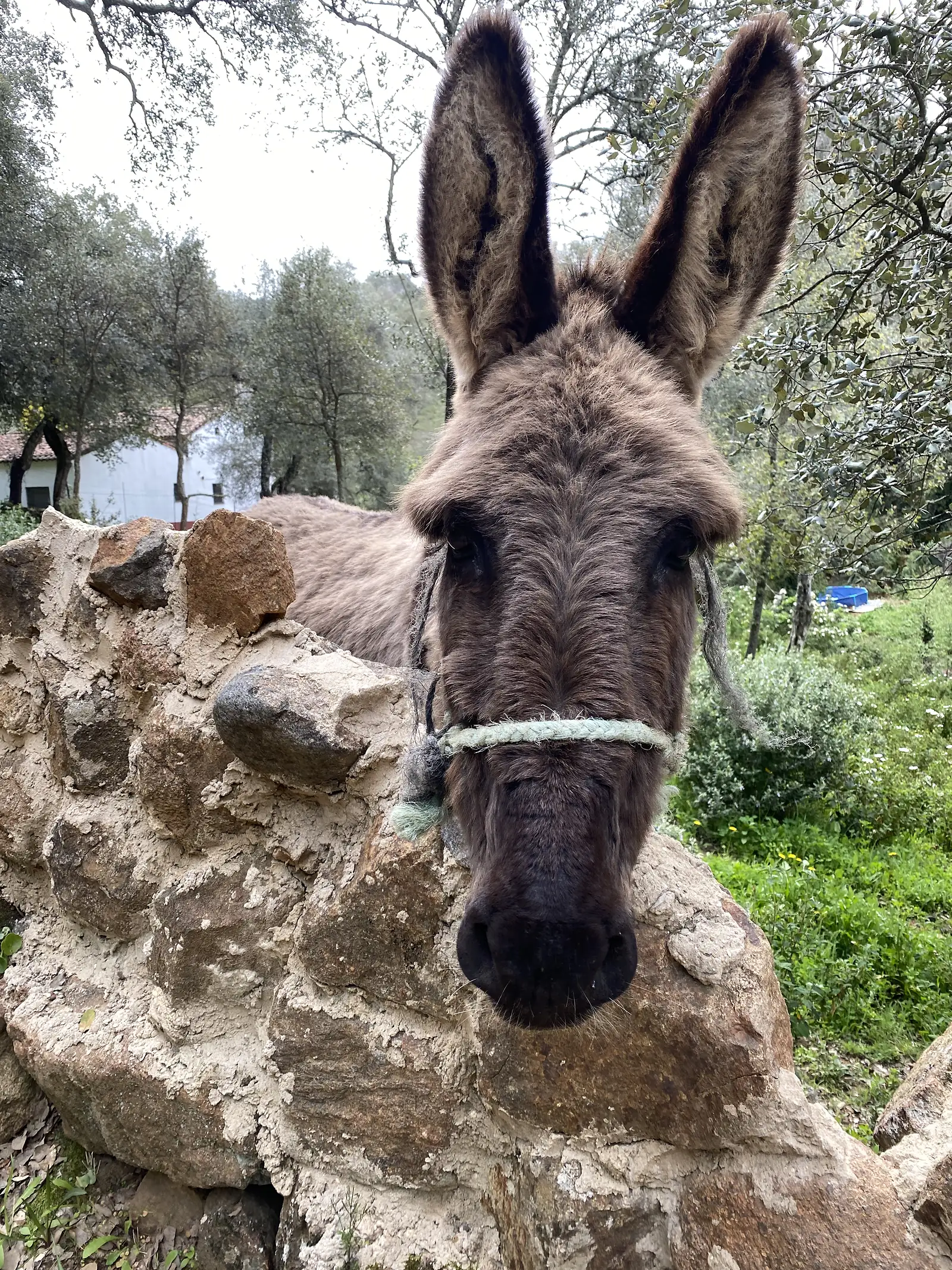 A donkey in a rope halter rests its head over a rough stone wall in the shade of oak trees, with a white farm building behind.