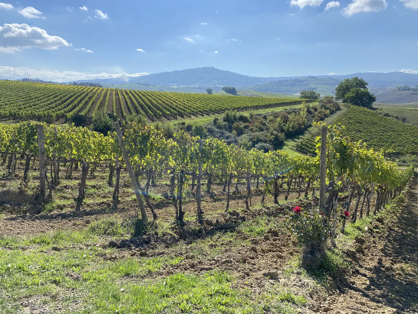 Sunlit vineyard rows with a red rose bush at a row-end, rolling hills and a distant hilltop town beyond.
