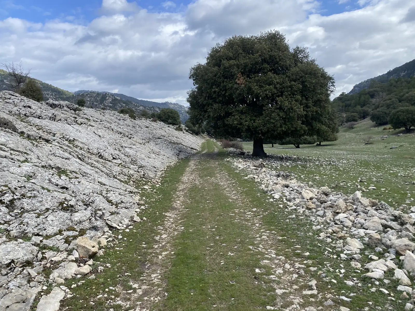 A stony green track running past a bare limestone slab and a huge spreading holm oak in mountain pasture.